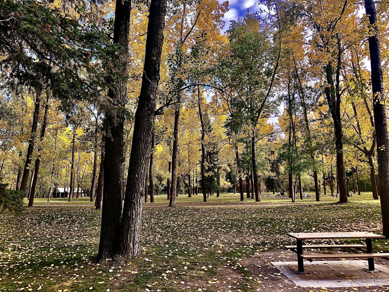 Apple iPhone 8 + iPhone 8 back camera 3.99mm f/1.8 sample photo. Fall, bowness park, calgary photography