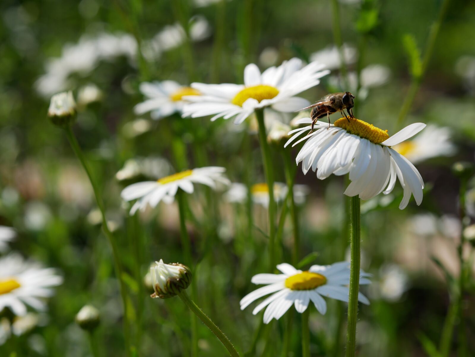 Panasonic Lumix DMC-GX85 (Lumix DMC-GX80 / Lumix DMC-GX7 Mark II) sample photo. Marguerite, white, bee photography