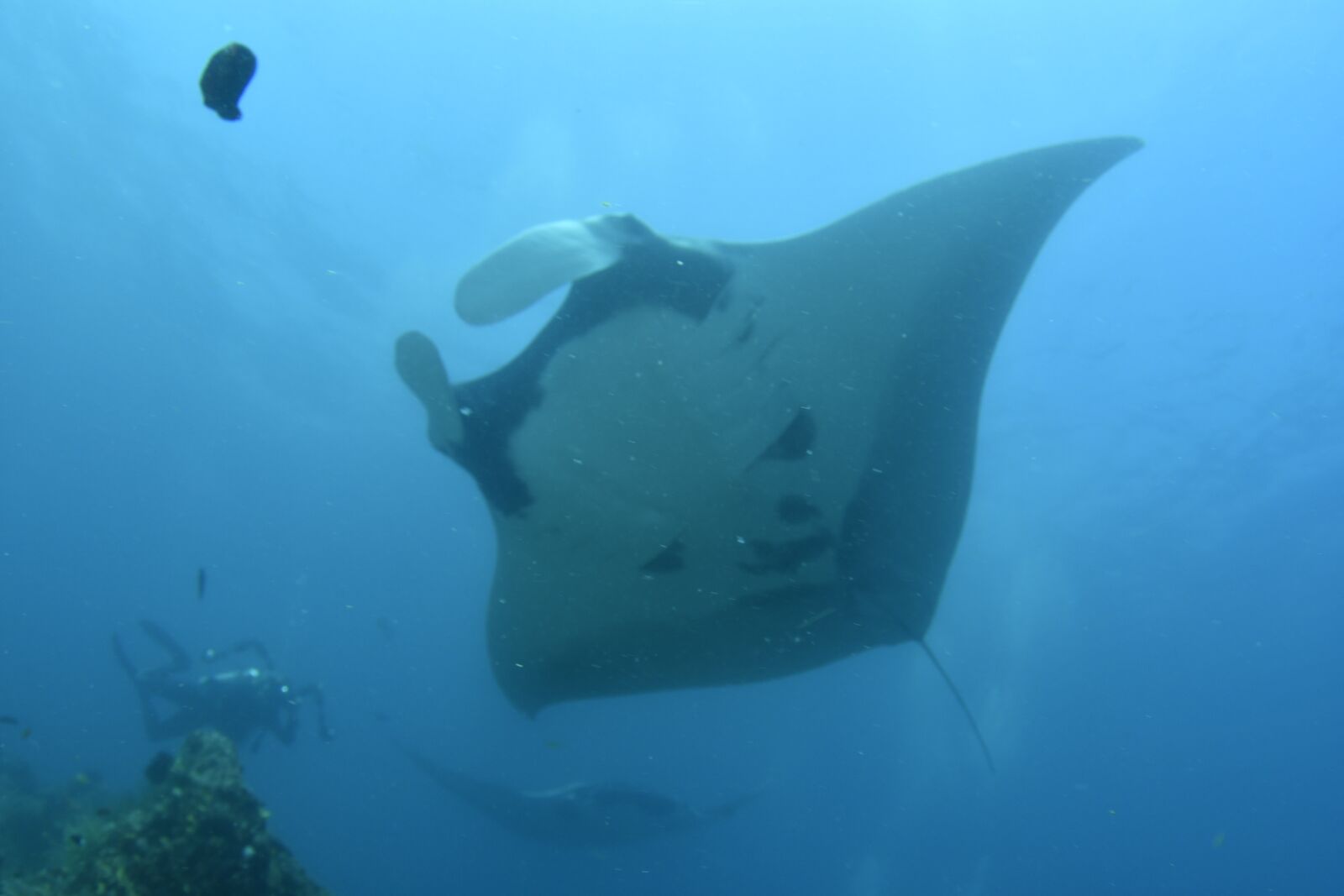 Nikon D500 sample photo. Fish, scuba diving, underwater photography