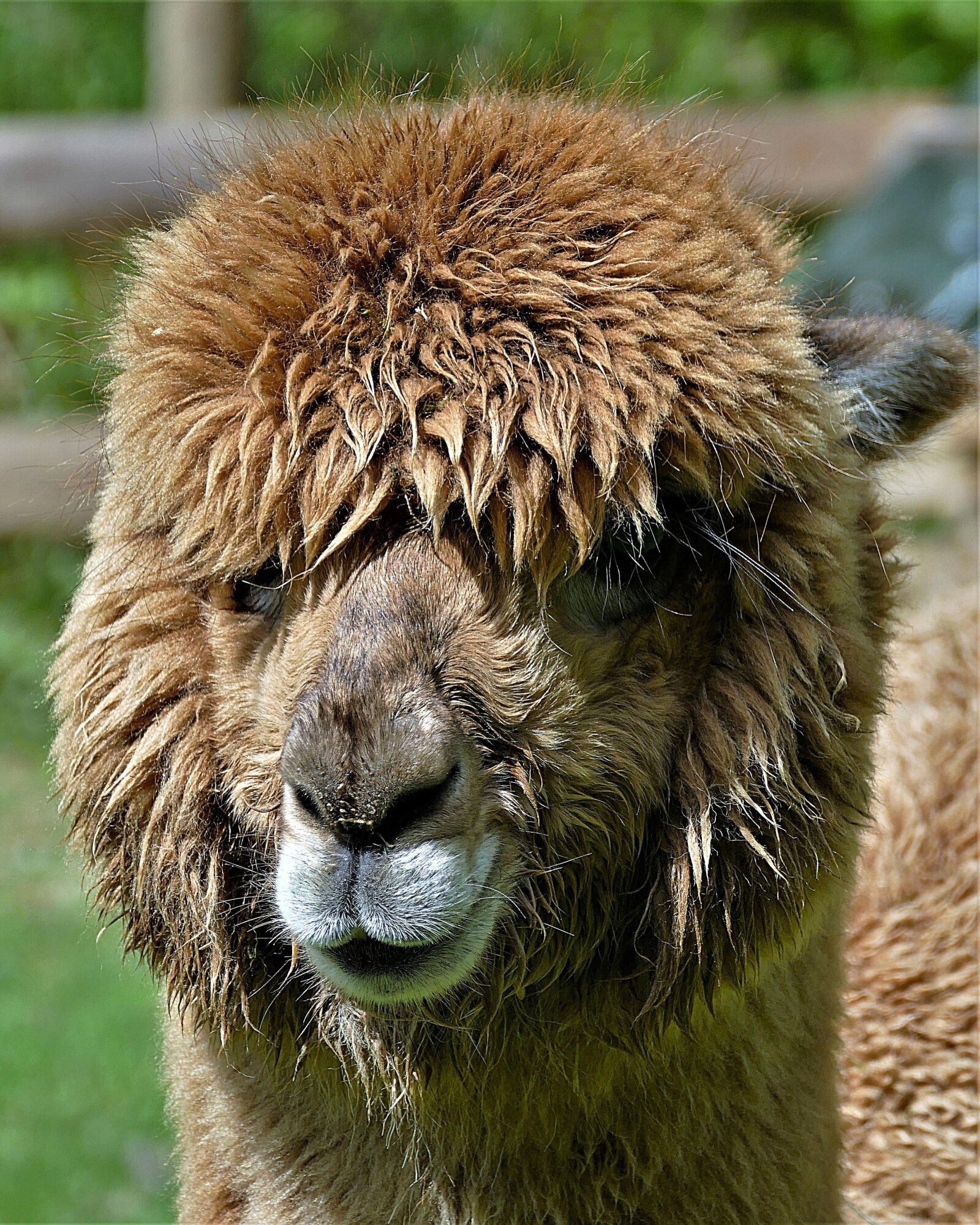 Panasonic Lumix DMC-FZ1000 sample photo. Alpaca, brown, closeup photography
