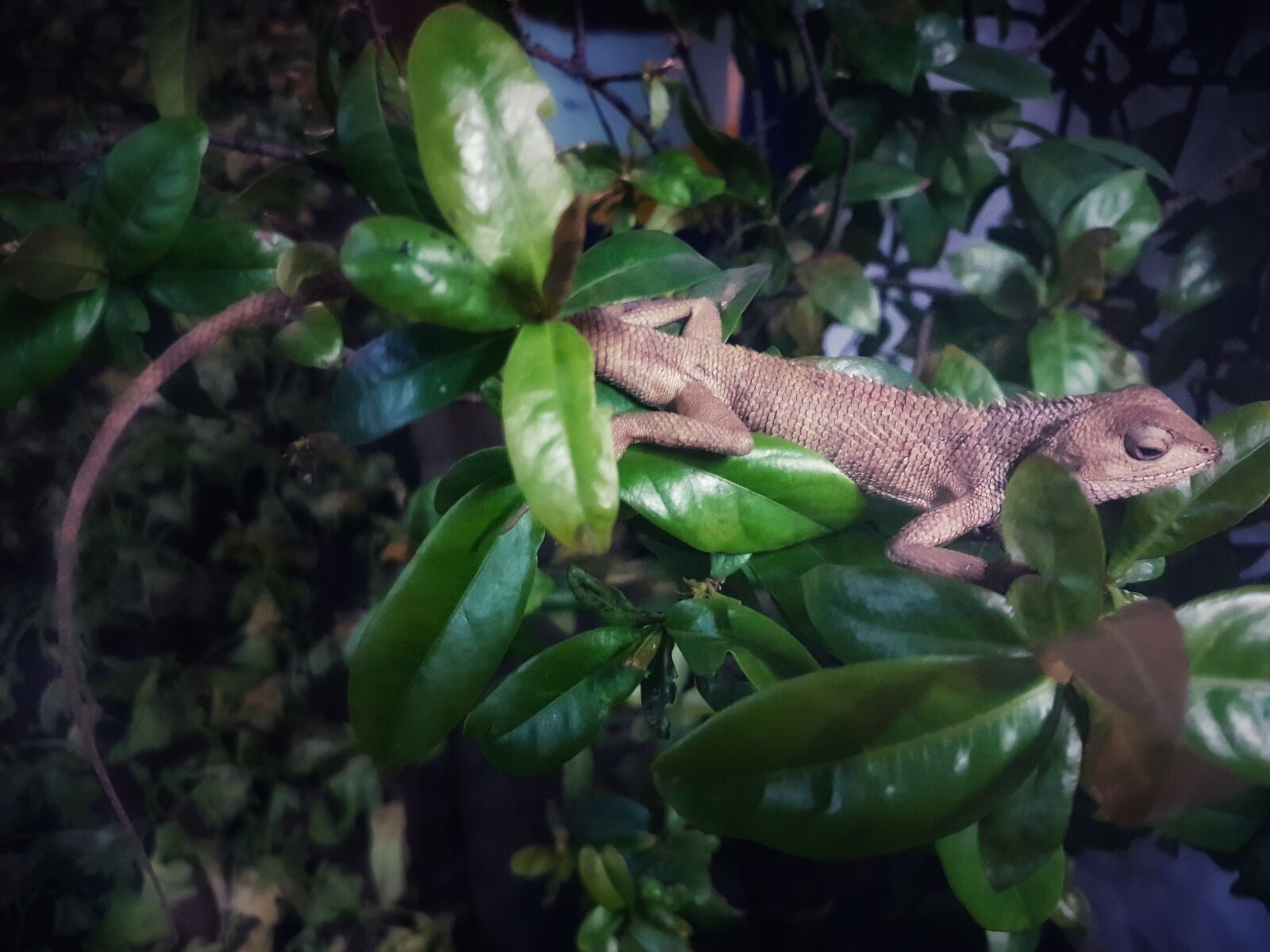 Samsung Galaxy S7 Edge sample photo. Animal, night, life photography