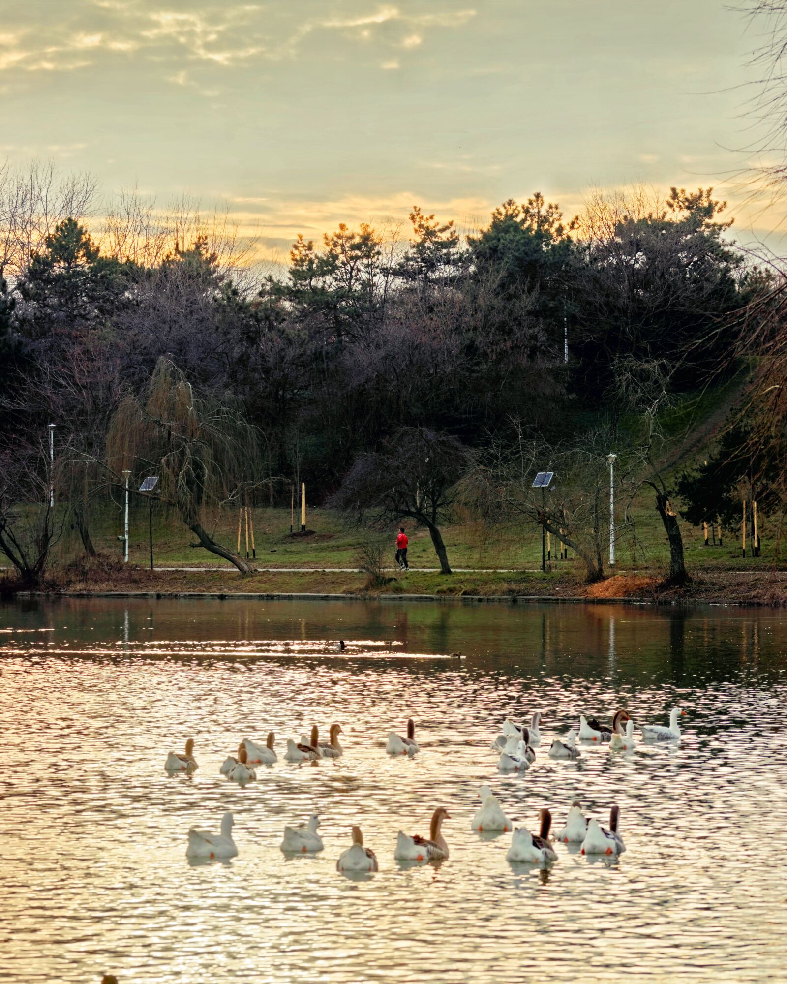 Nikon D5300 sample photo. Birds, goose, swimming photography