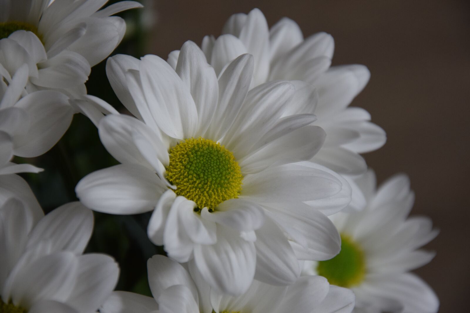 Nikon D3300 sample photo. Flower, bouquet, spring photography