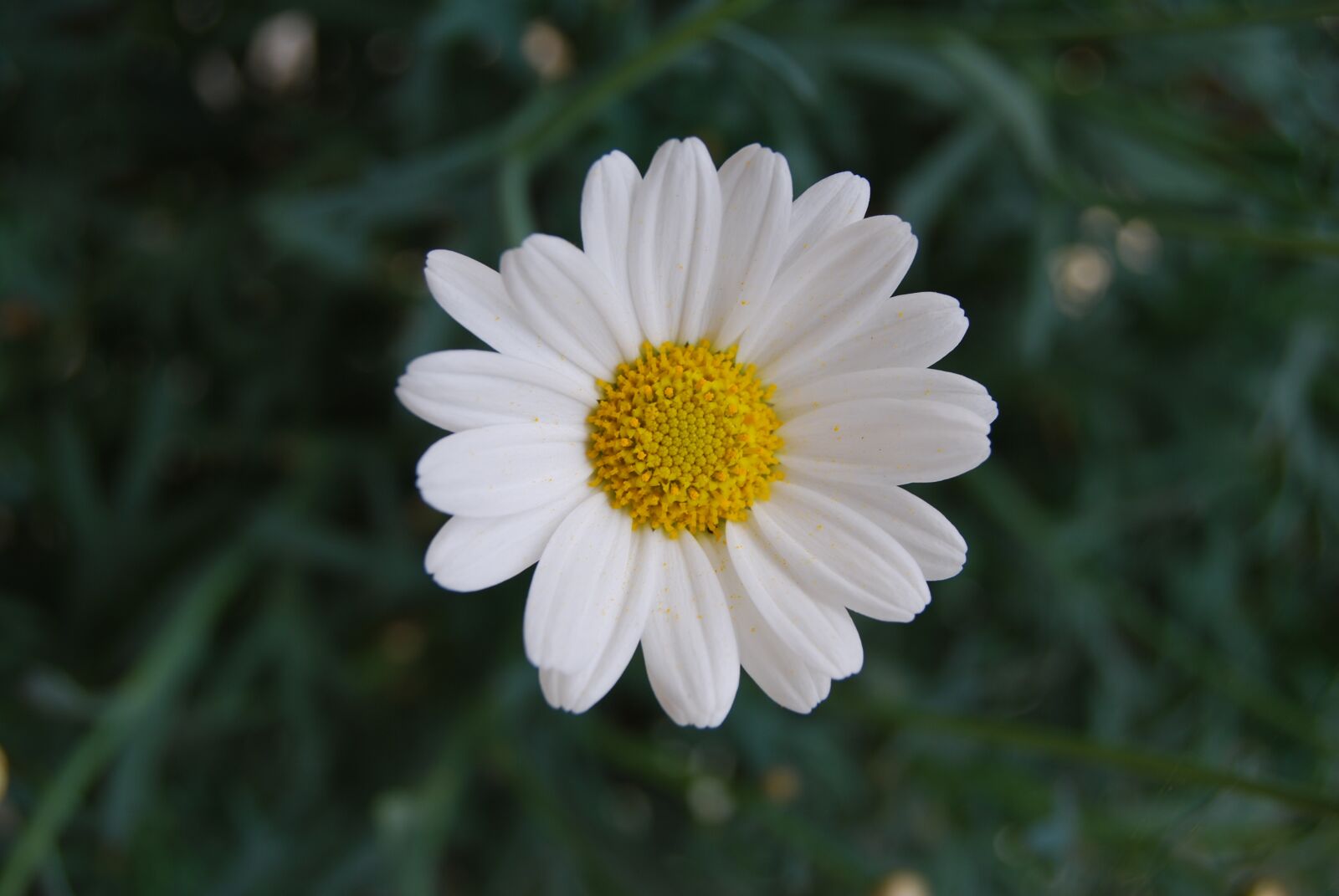 Nikon D40X sample photo. Flowers, plant, white blossom photography