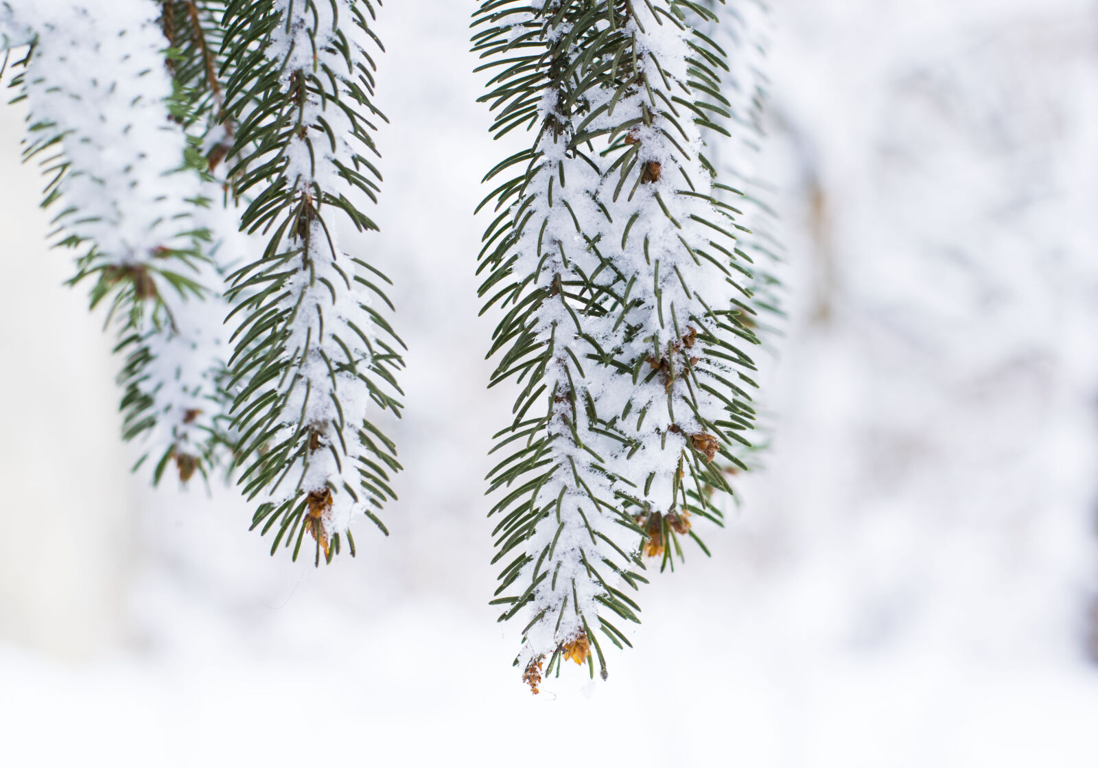 Nikon D5300 sample photo. Cold, nature, photography, outdoor photography