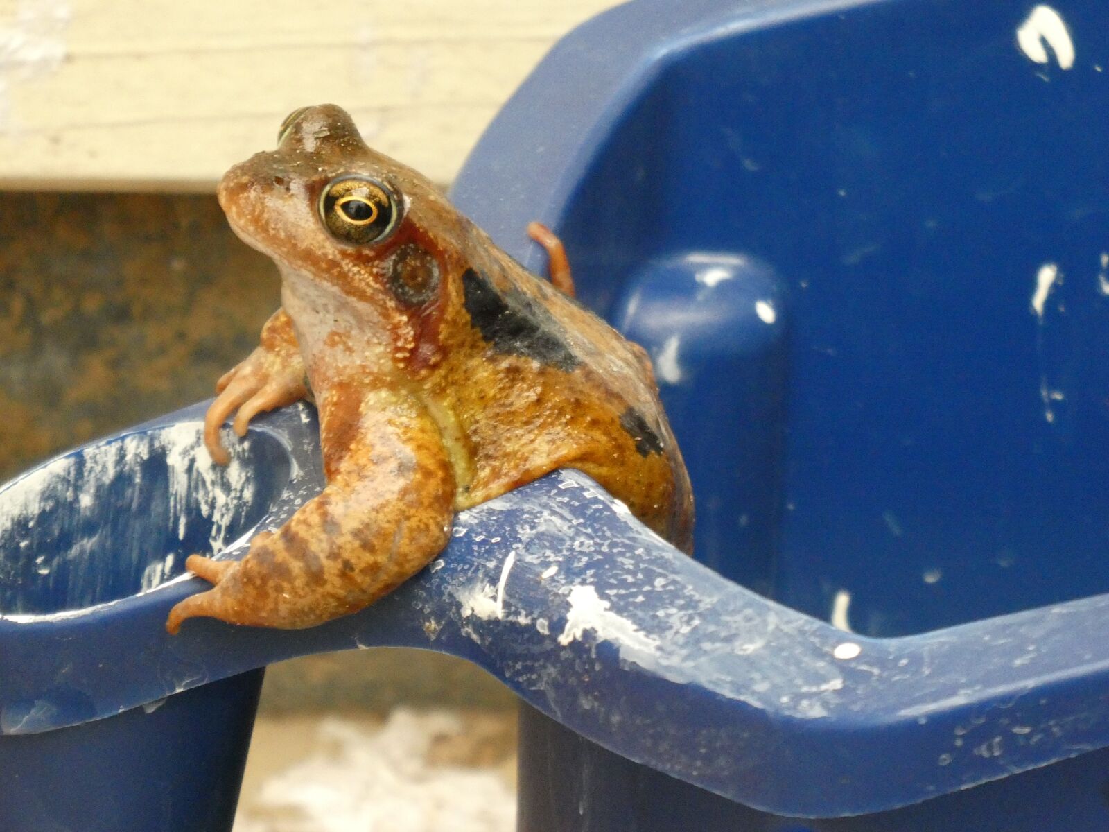 Panasonic Lumix DC-ZS70 (Lumix DC-TZ90) sample photo. Frog, contrast, paint tray photography