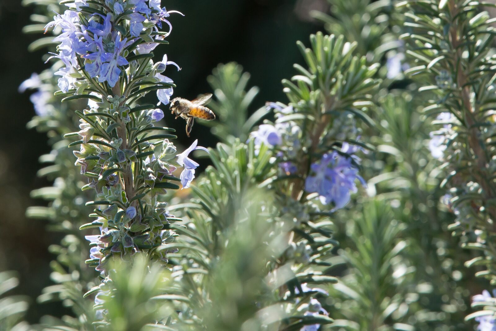 Canon EF 70-200mm F2.8L IS II USM sample photo. Rosemary, bee, flowers photography