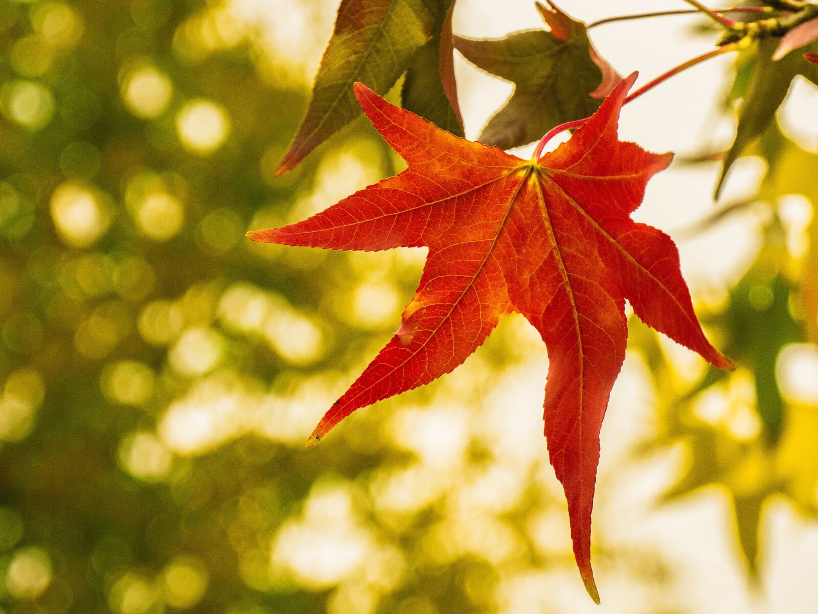 Panasonic DMC-G81 sample photo. Leaf, maple, autumn photography