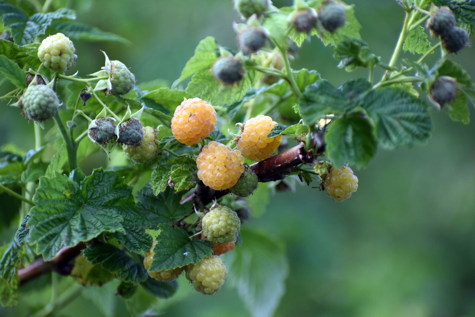 Nikon D3500 sample photo. Raspberries, yellow, fruits photography