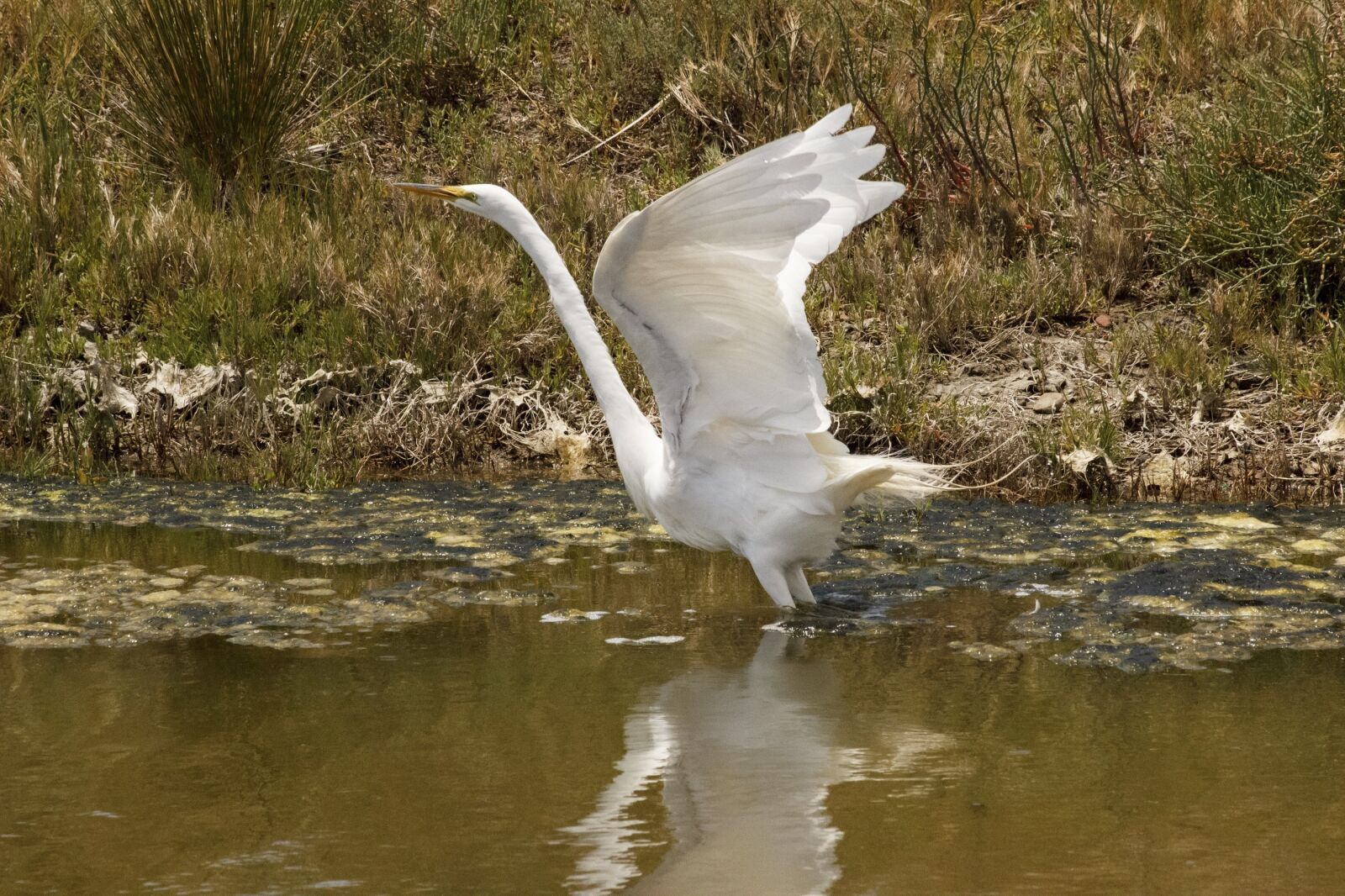 Canon EOS 600D (Rebel EOS T3i / EOS Kiss X5) sample photo. Great egret, bird, wildlife photography