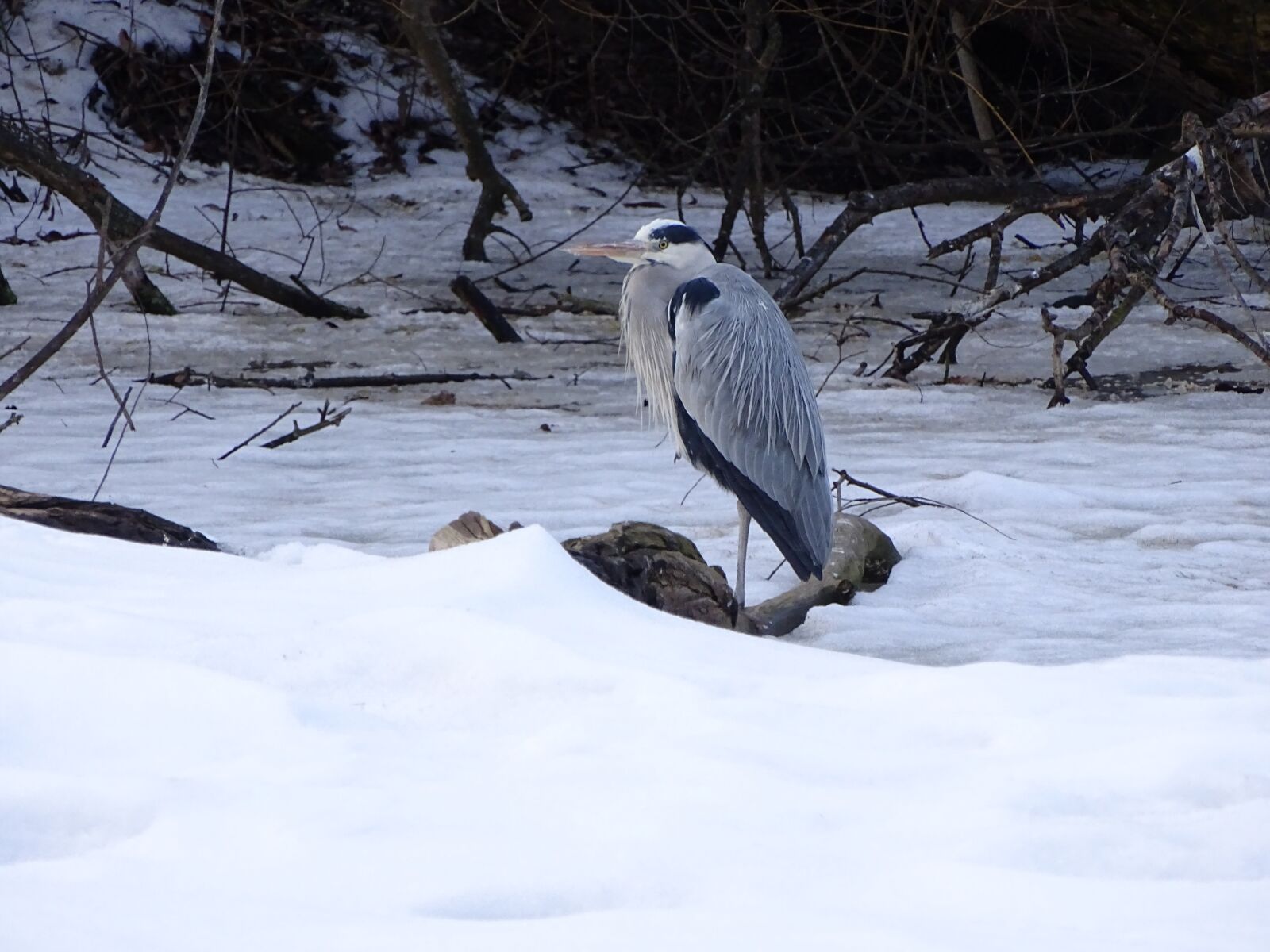Sony Cyber-shot DSC-HX400V sample photo. Heron, bird, sitting photography