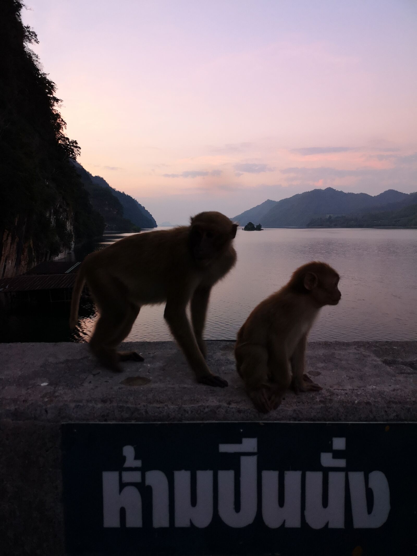 HUAWEI CLT-L29 sample photo. Monkey, nature, lake photography