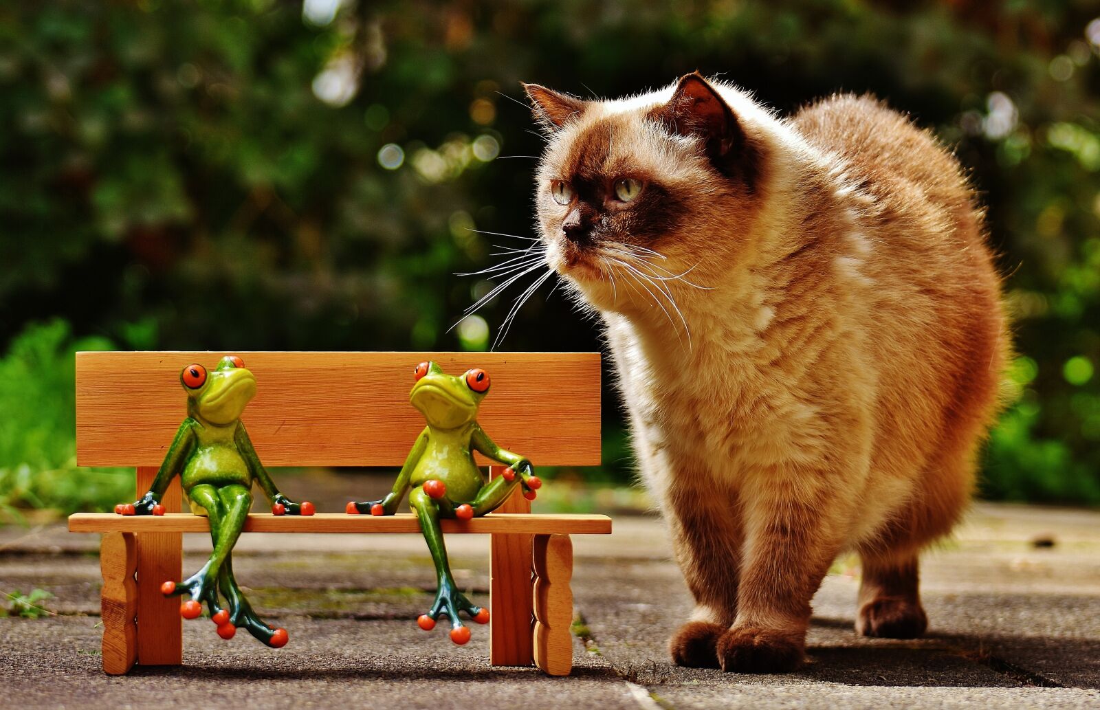 Nikon D7200 sample photo. Friends, sit, frogs photography