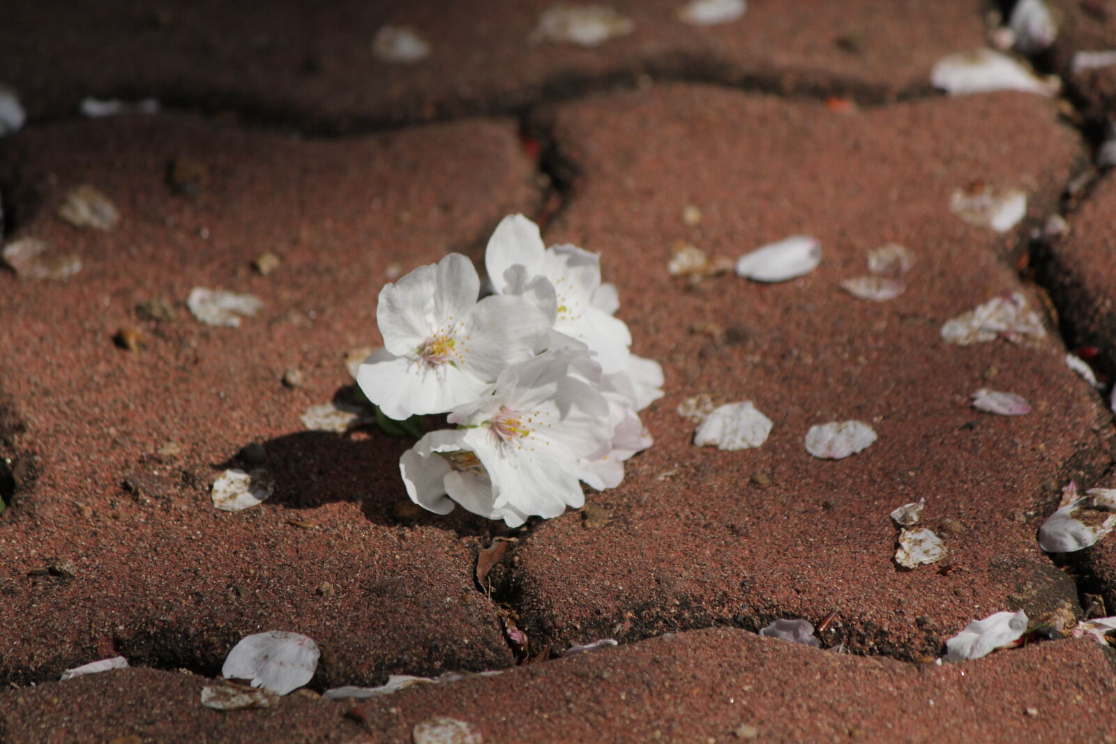 Canon EOS 60D sample photo