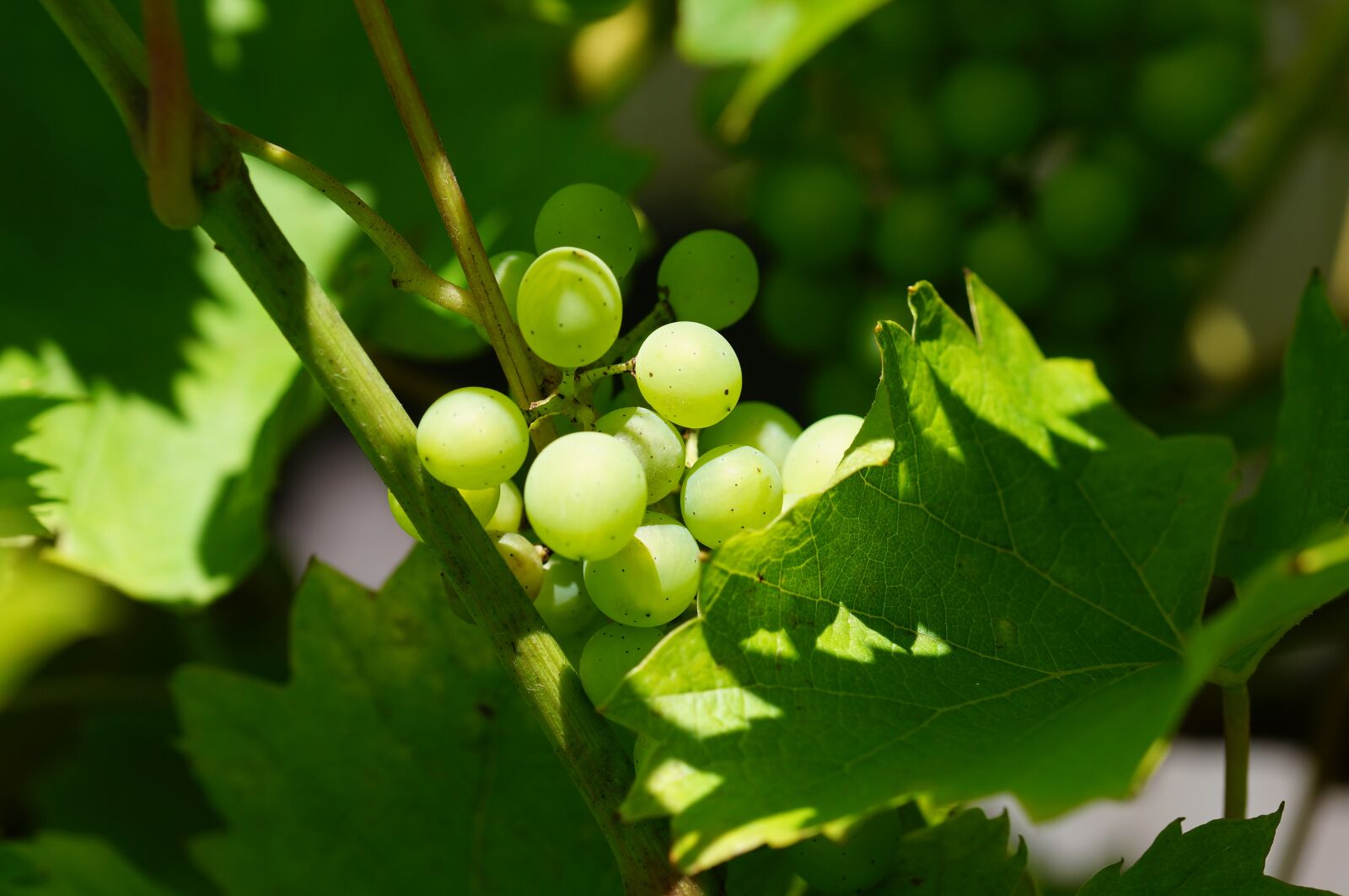 Sony SLT-A57 + 105mm F2.8 sample photo. Wine, green, grapes photography