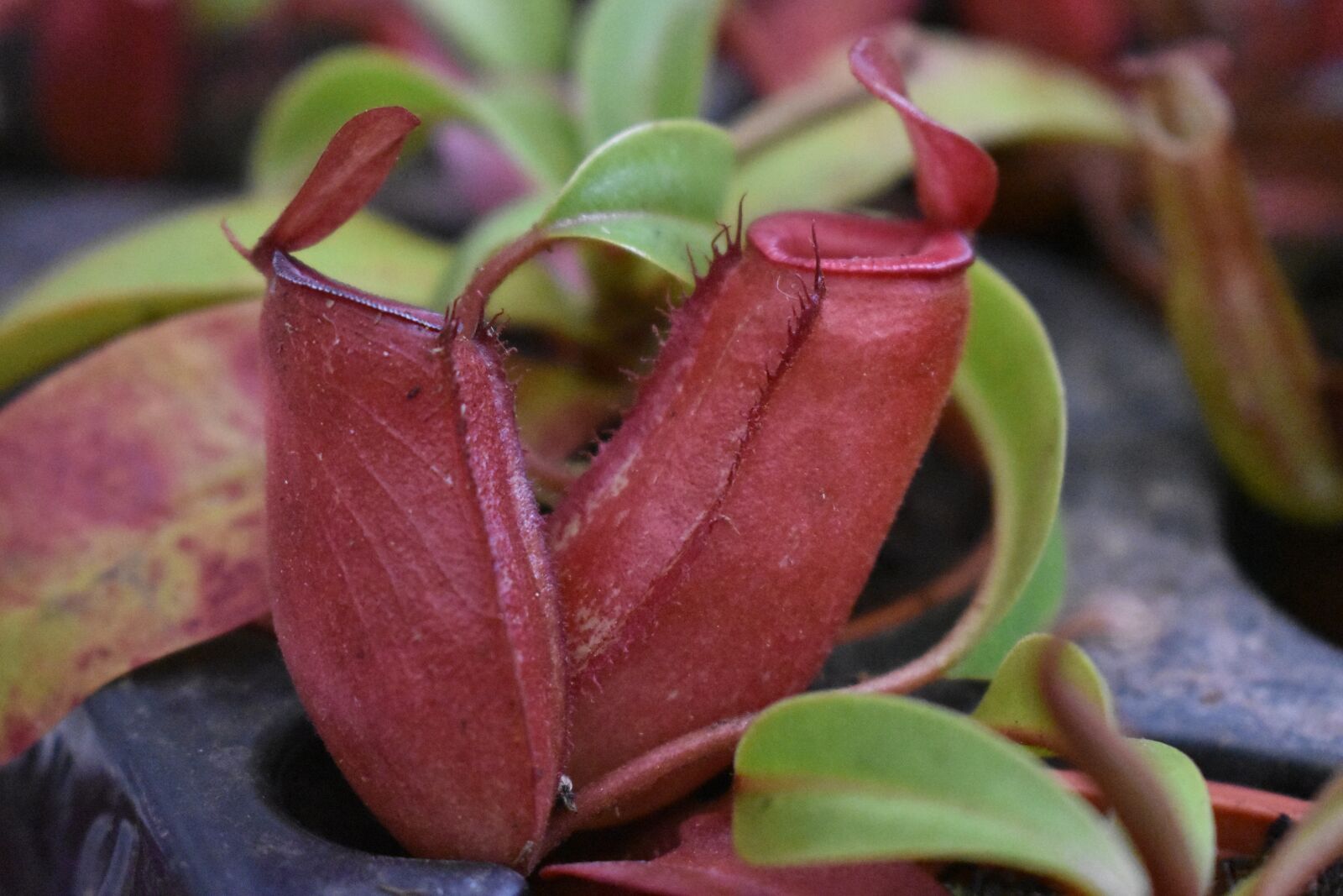Nikon D3400 sample photo. Insects, plant, carnivorous plant photography