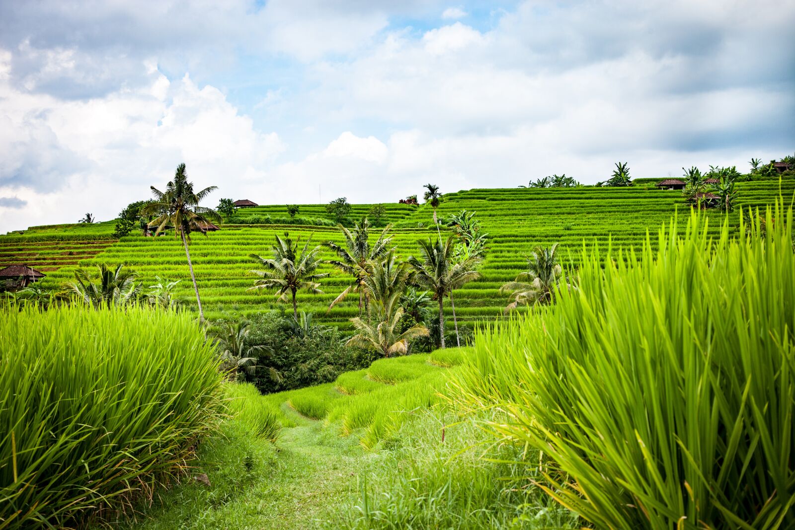 Canon EOS 5D Mark II sample photo. Bali, rice terraces, landscape photography