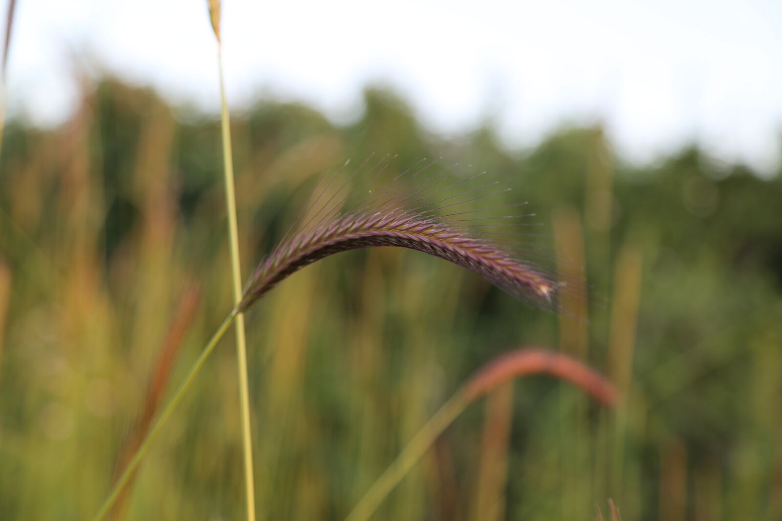 Canon EF 24-105mm F4L IS USM sample photo. Plant, chan, nature photography