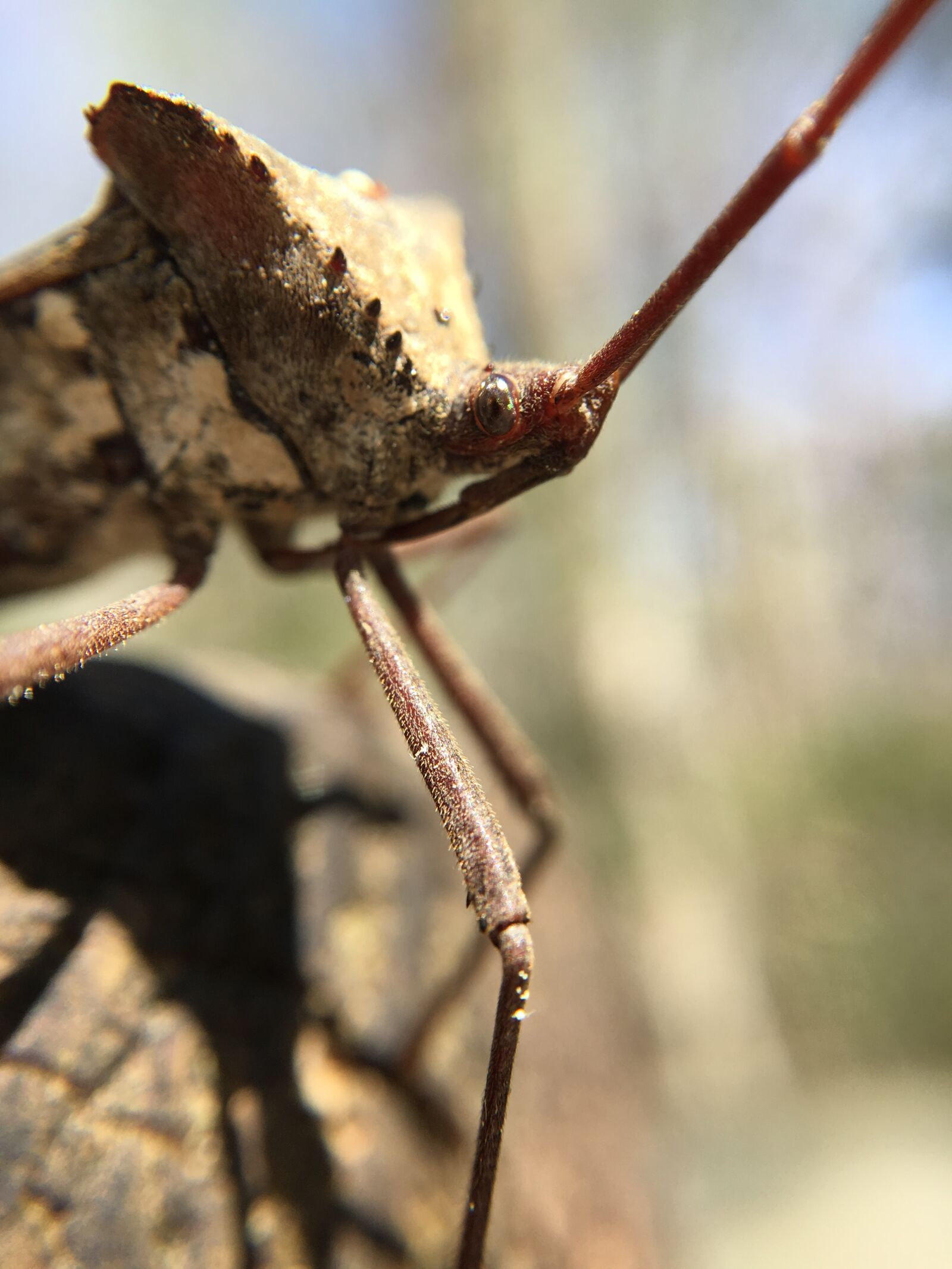 Apple iPhone 6s sample photo. Insect, bug, nature photography