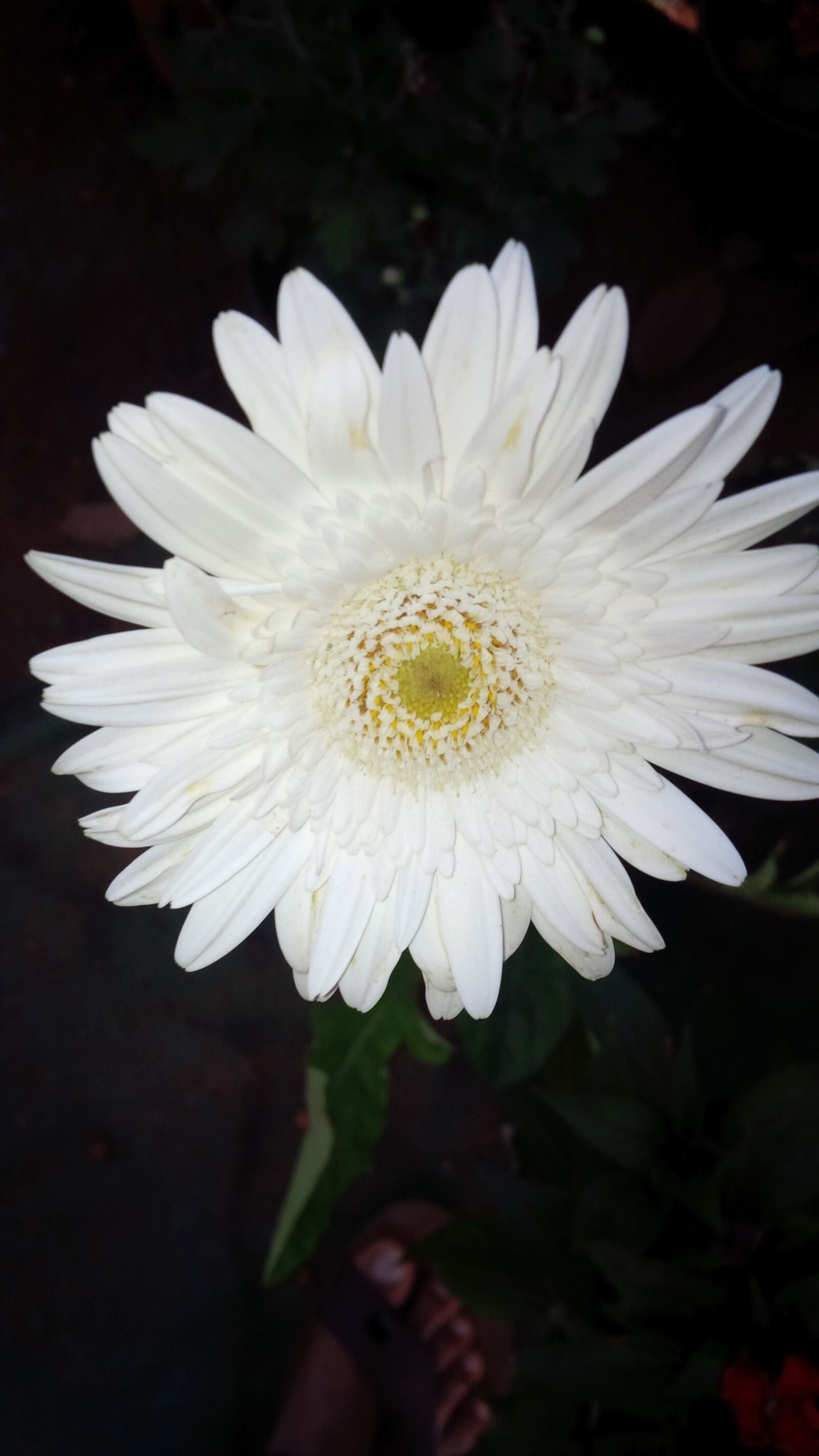 BlackBerry Z10 sample photo. Flower, black background, white photography