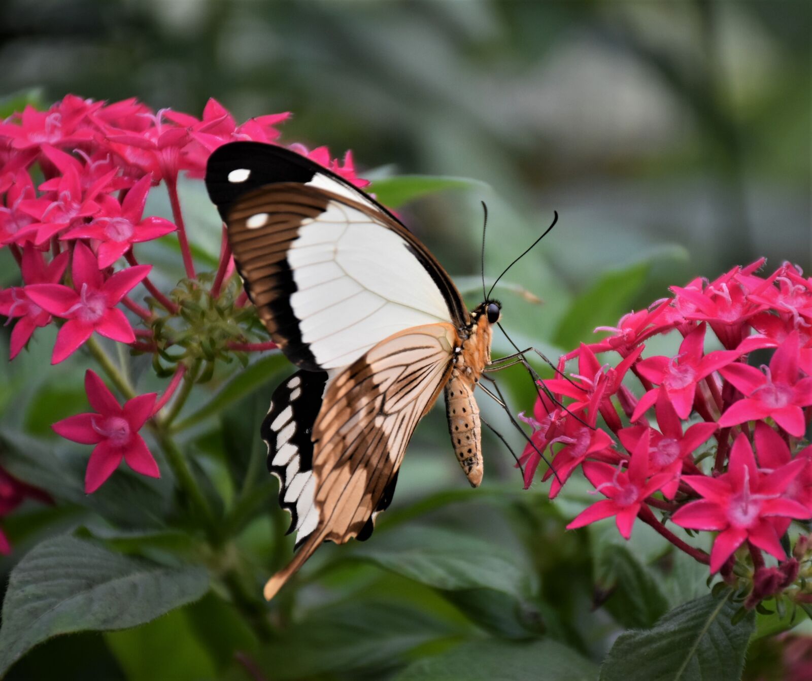 Nikon D7200 sample photo. Butterfly, tropical butterfly, exotic photography