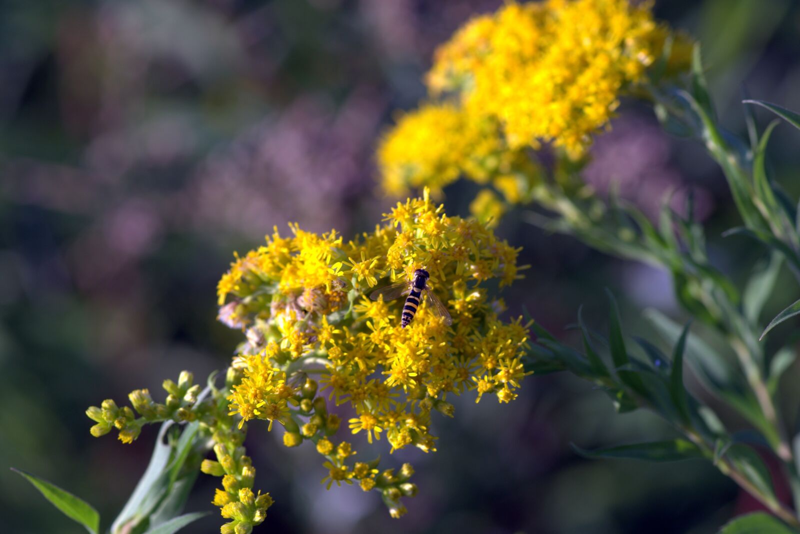 Pentax K-S2 sample photo. Yellow flowers, mucha, strips photography