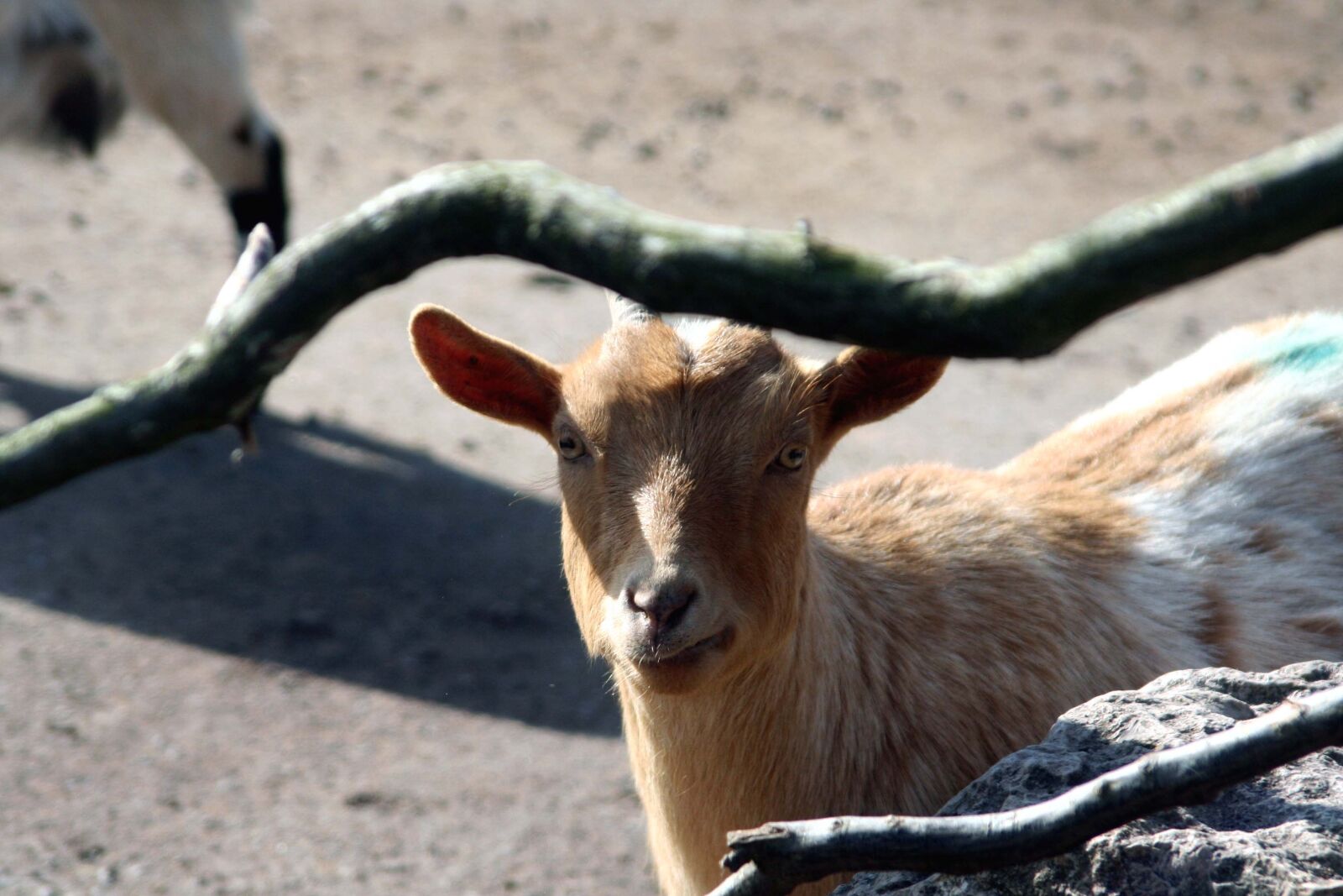 Canon EOS 350D (EOS Digital Rebel XT / EOS Kiss Digital N) sample photo. Goat, mammal, nature photography