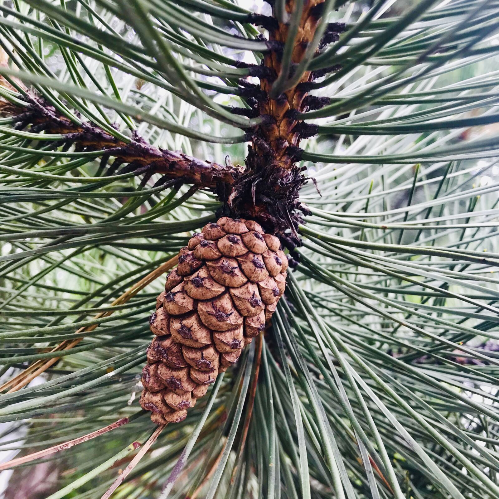 Apple iPhone 7 Plus sample photo. Pine cone, tree, fir photography