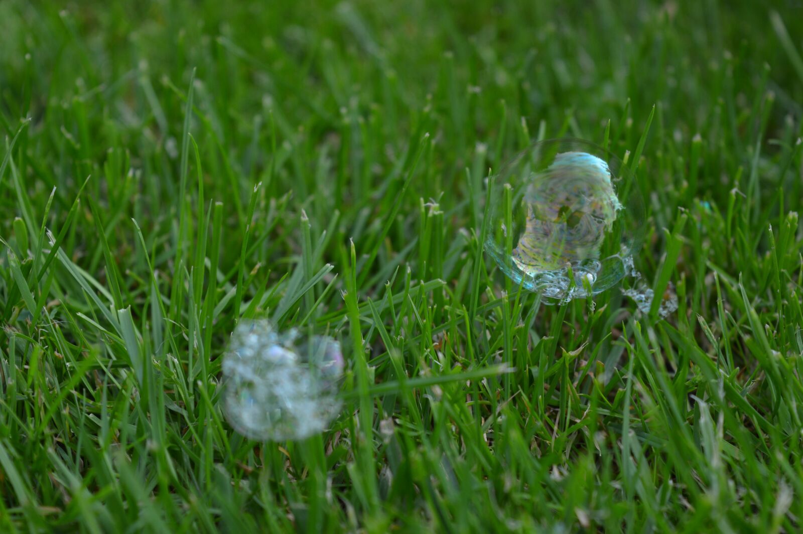 Nikon D3200 sample photo. Grass, green, nature photography