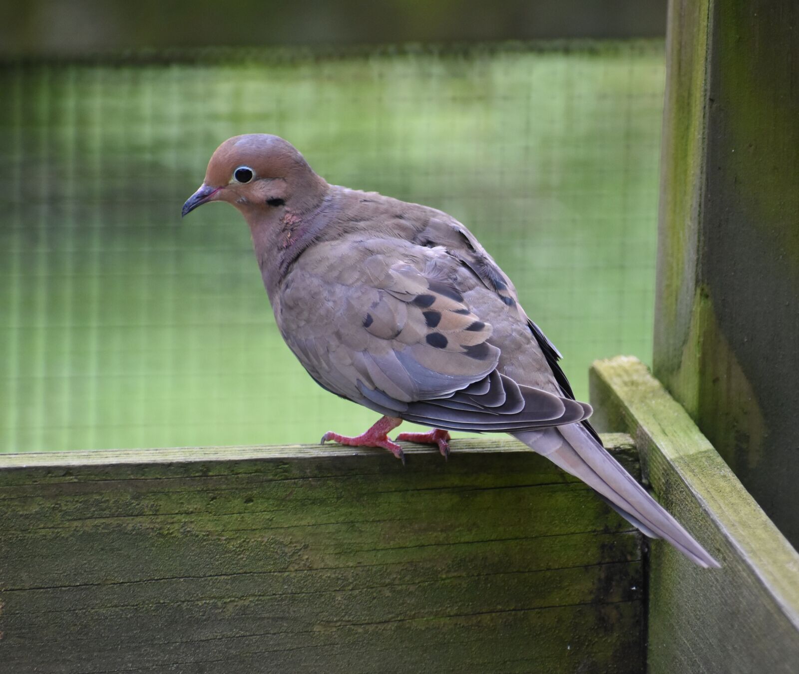 Nikon D5500 sample photo. Bird, mourning dove, dove photography