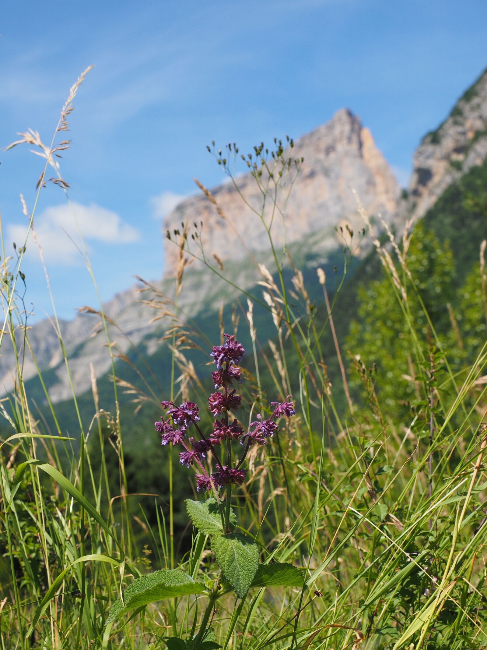 Olympus OM-D E-M1 + Olympus M.Zuiko Digital ED 12-40mm F2.8 Pro sample photo. Mont aiguille, mountain, massif photography