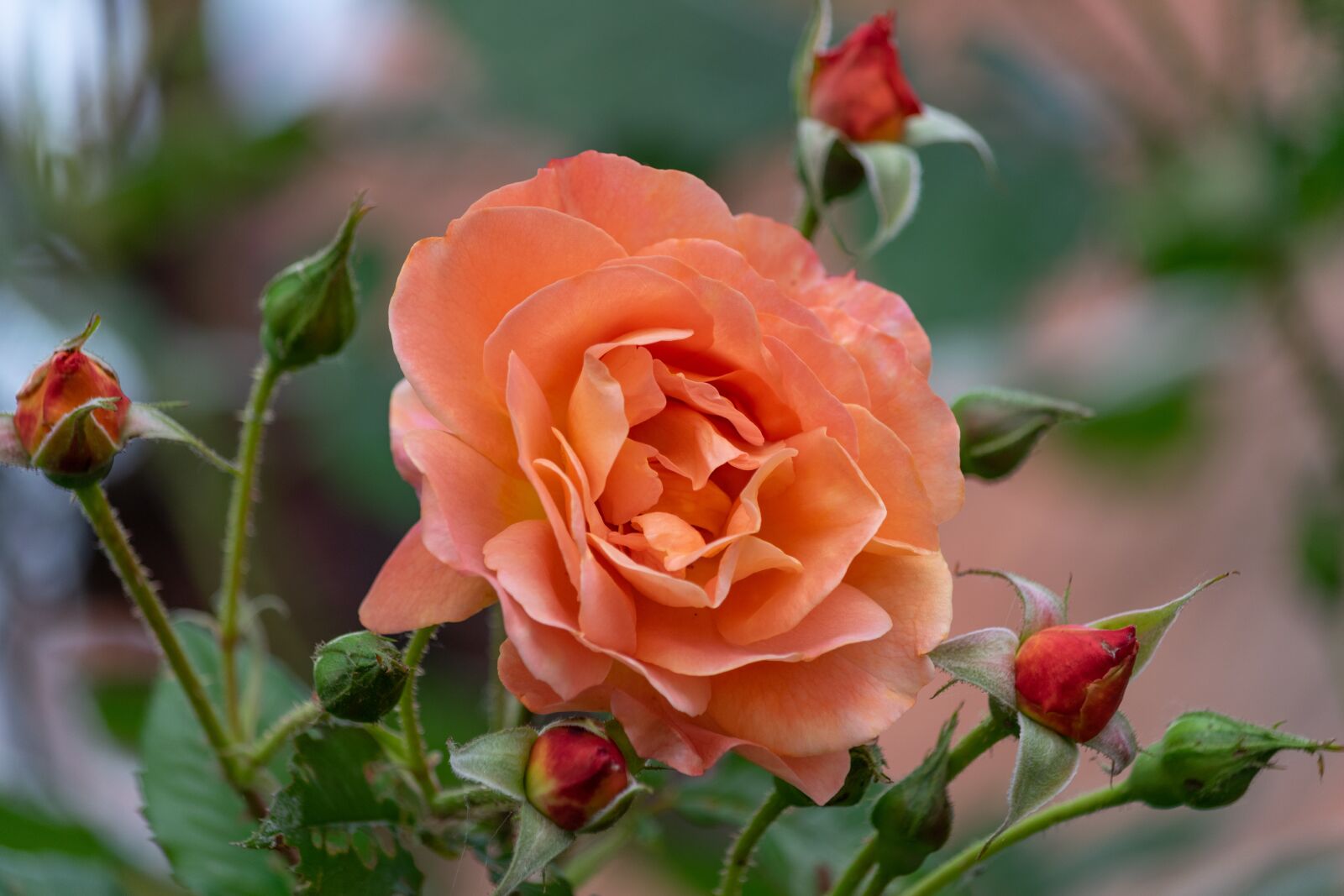 Nikon D3300 sample photo. Rose, flower, roses photography