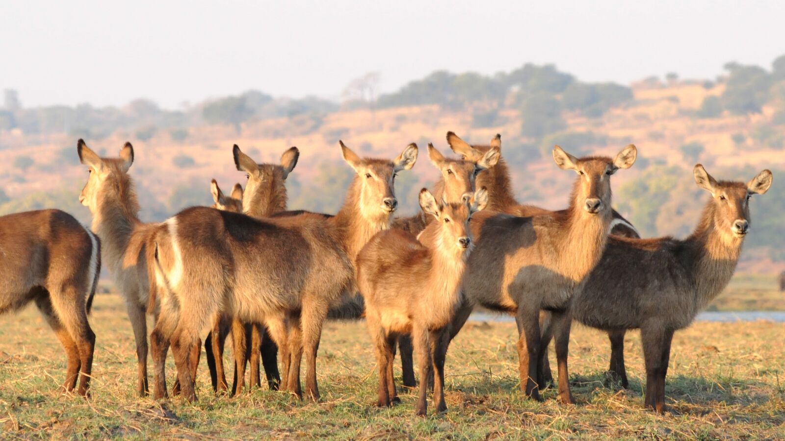 Nikon D300 sample photo. Antelope, waterbuck, chobe photography