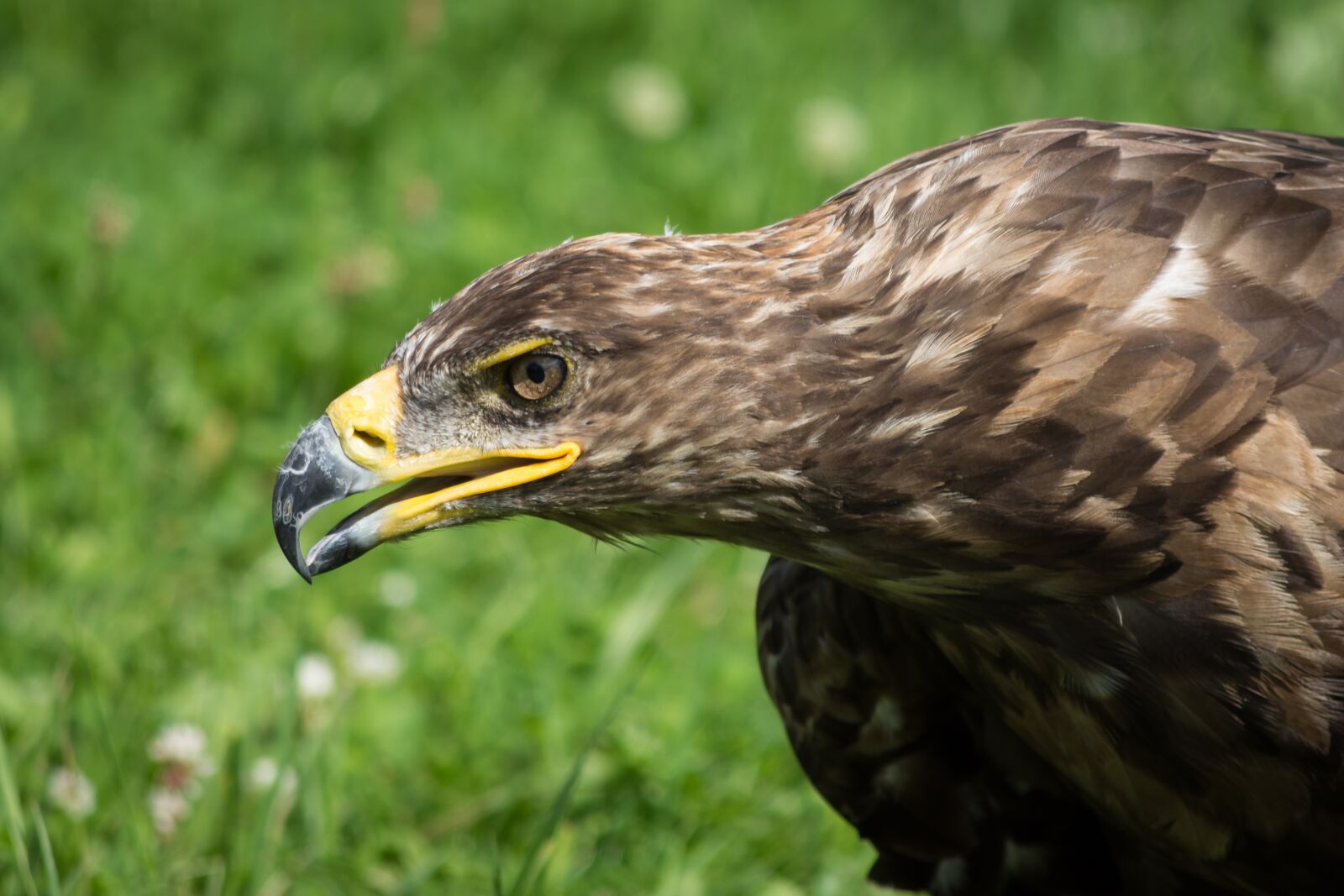 Nikon D7200 sample photo. Adler, raptor, bird of photography