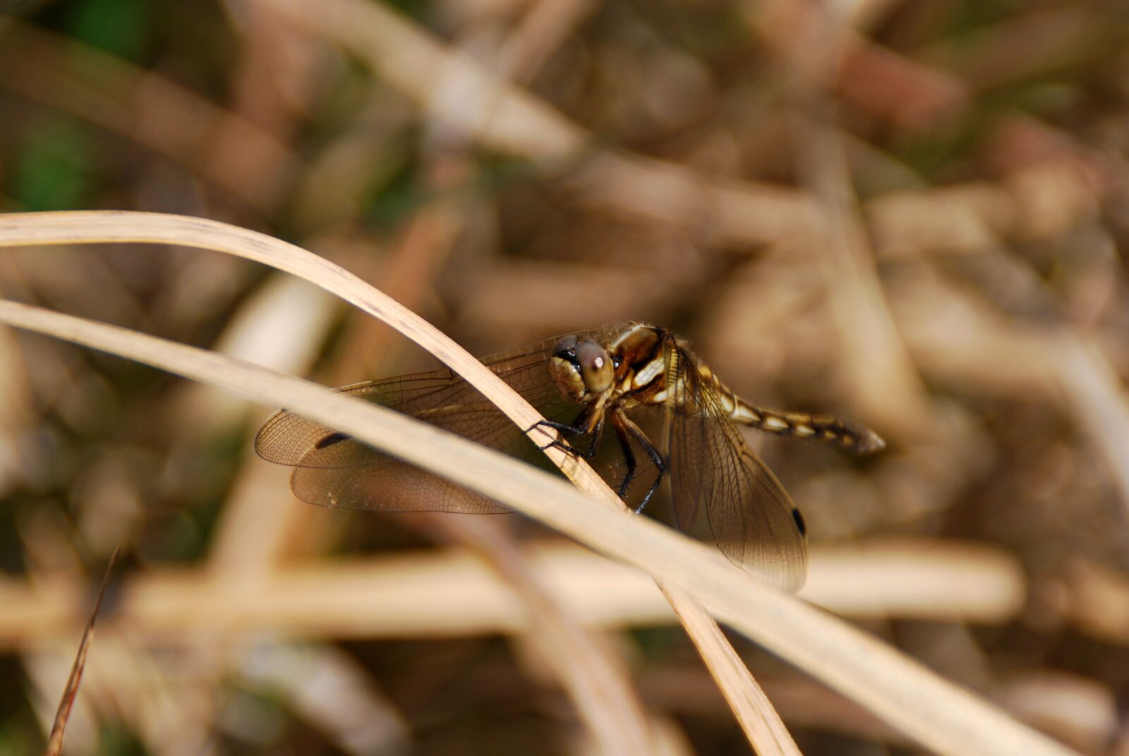 Nikon D40X sample photo. Dragonfly, insect, bug photography