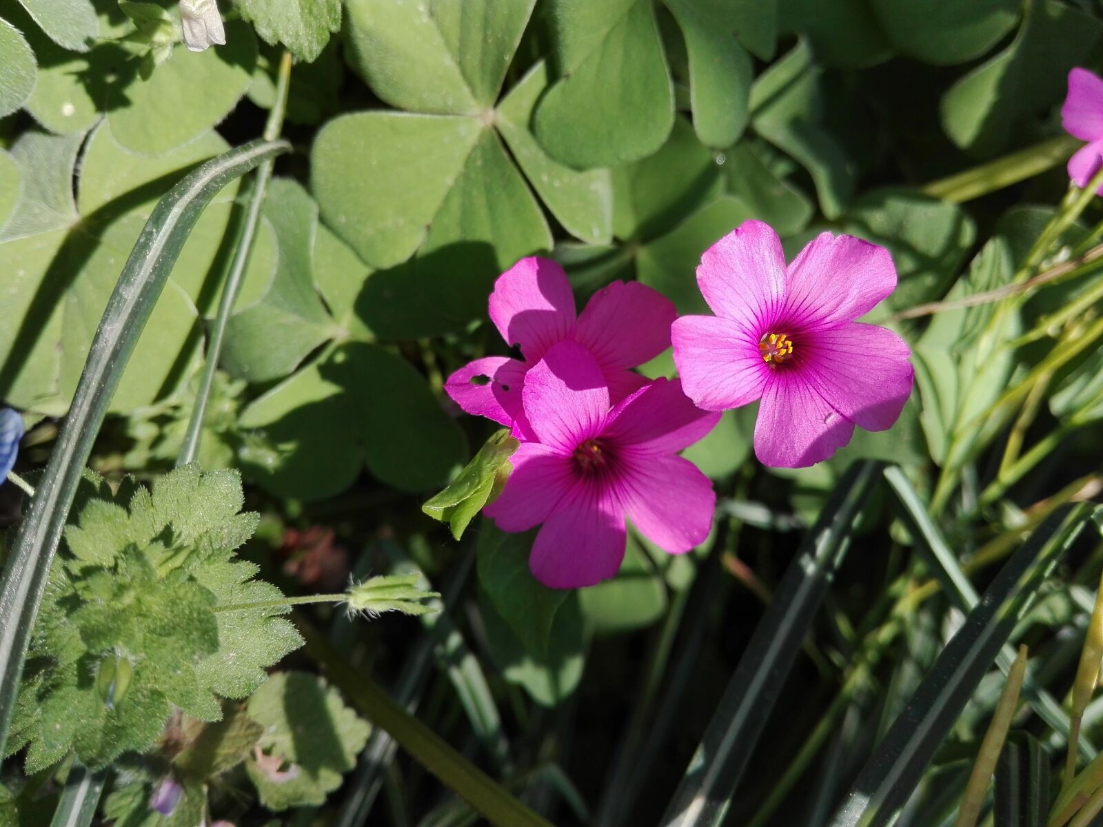 HUAWEI P8 Lite sample photo. Flower, fuchsia, violet photography