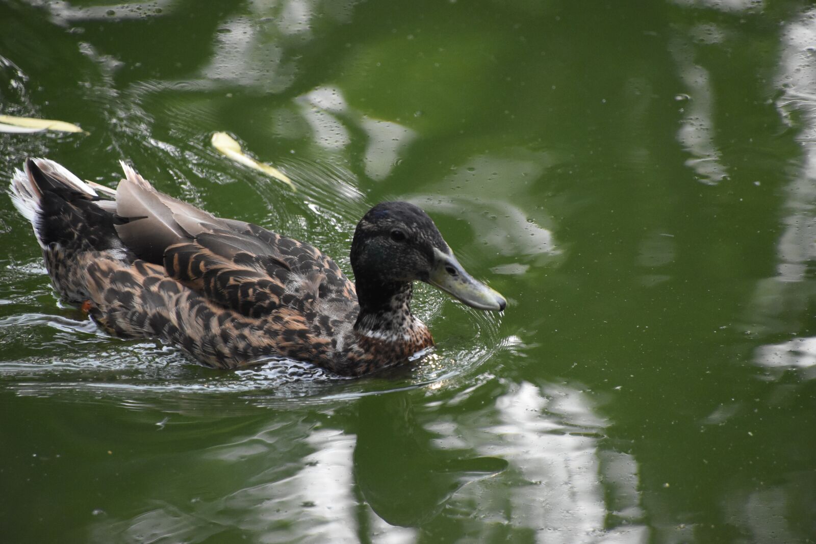 Nikon D7200 sample photo. Green water, duck, rapid photography