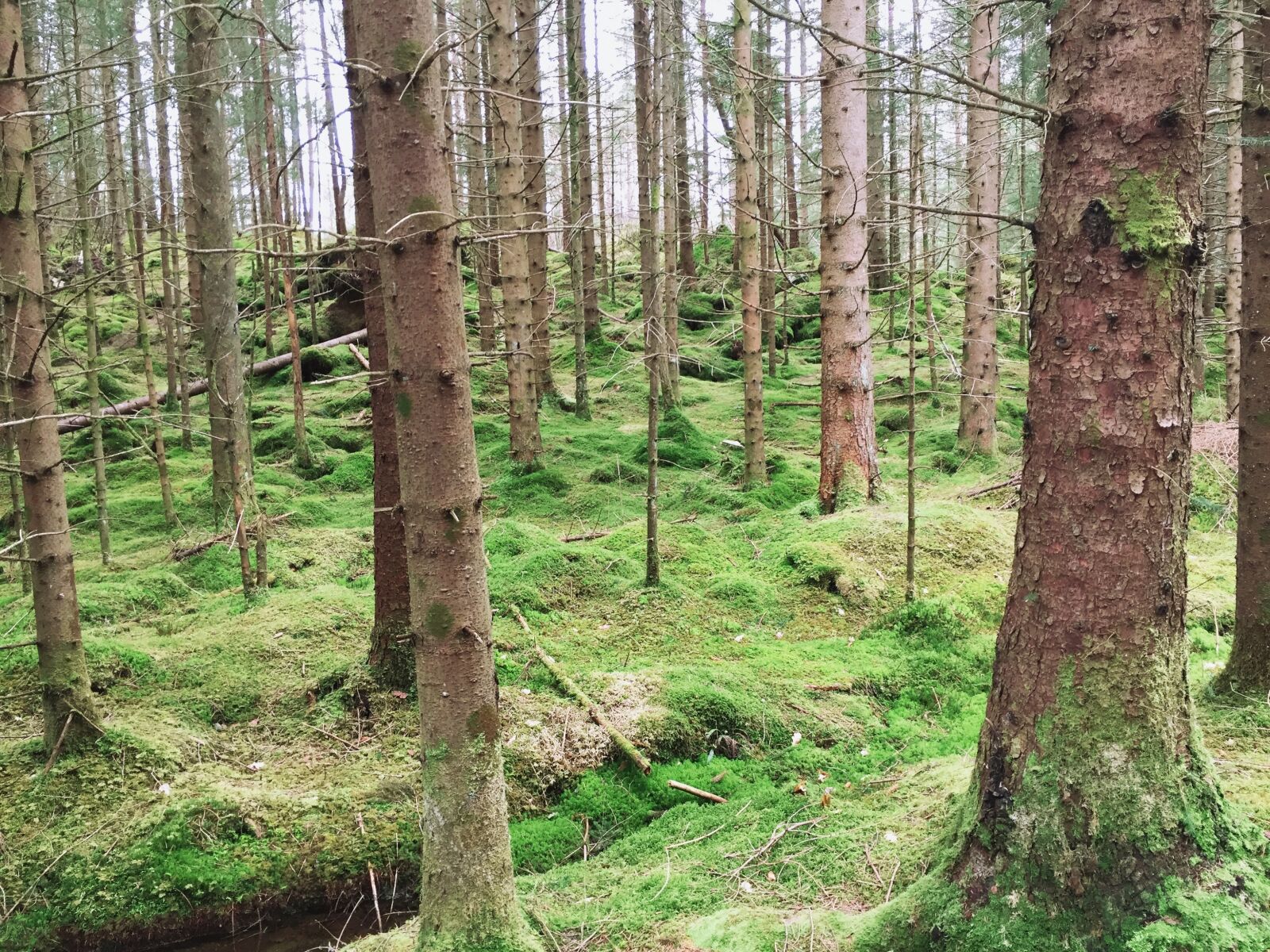Apple iPhone 6 sample photo. Forest, trees, the nature photography