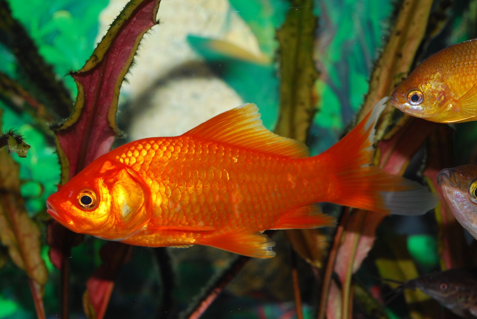 Nikon D60 sample photo. Goldfish, red fish, orange photography