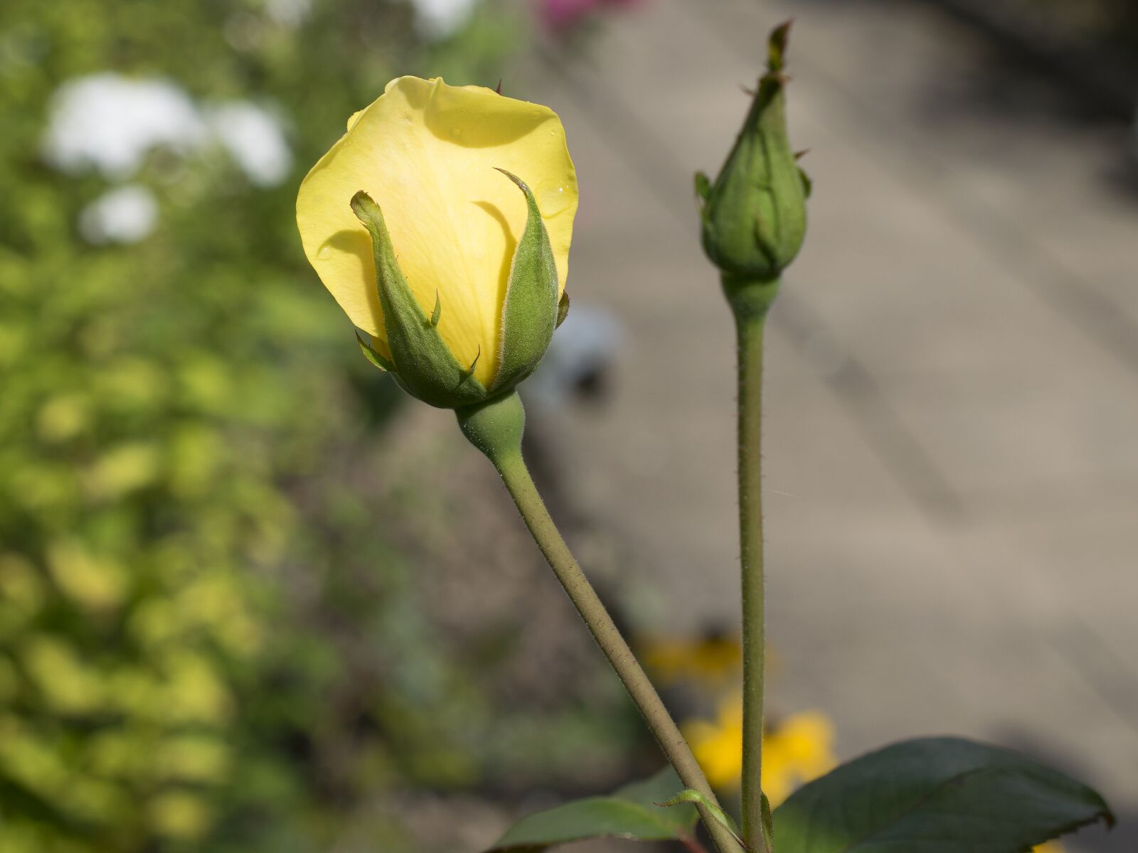Nikon D3300 sample photo. Rose, flower, blossom photography