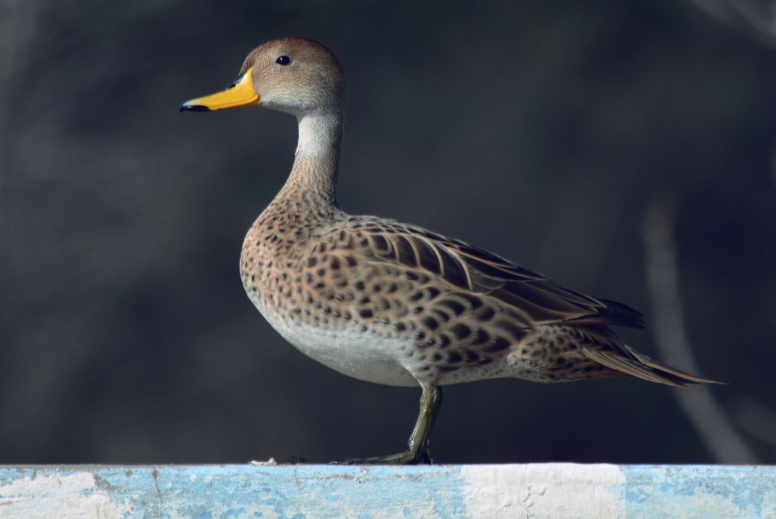 Nikon D5200 sample photo. Ave, duck, waterfowl photography