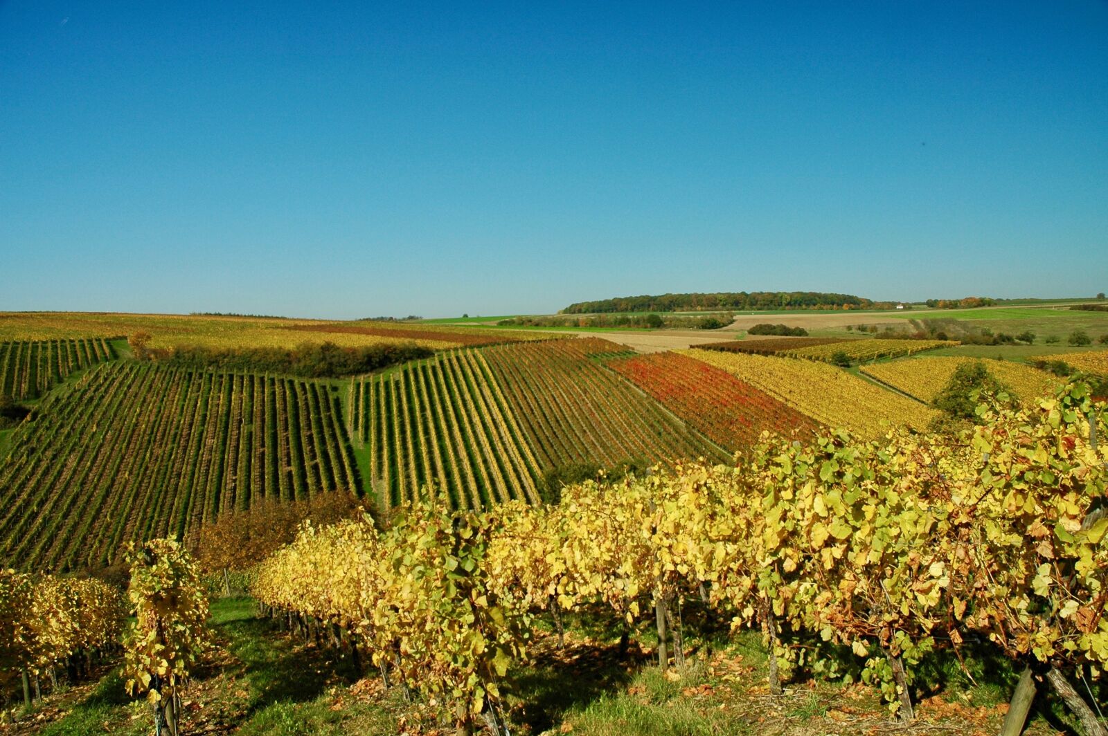 Nikon D70 sample photo. Vines, autumn, wine photography