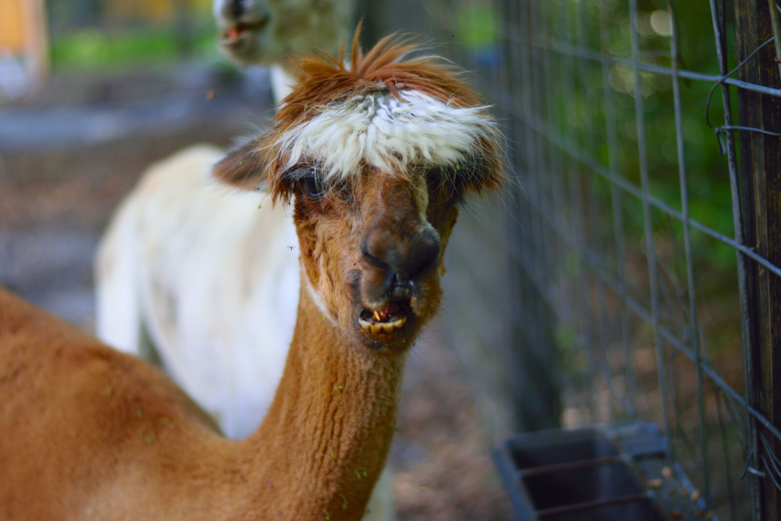Nikon D5300 sample photo. Alpaca, animal, nature photography