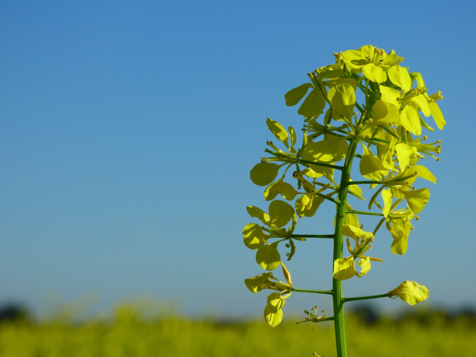 Panasonic DMC-FZ72 sample photo. Mustard, mustard field, fertilizer photography