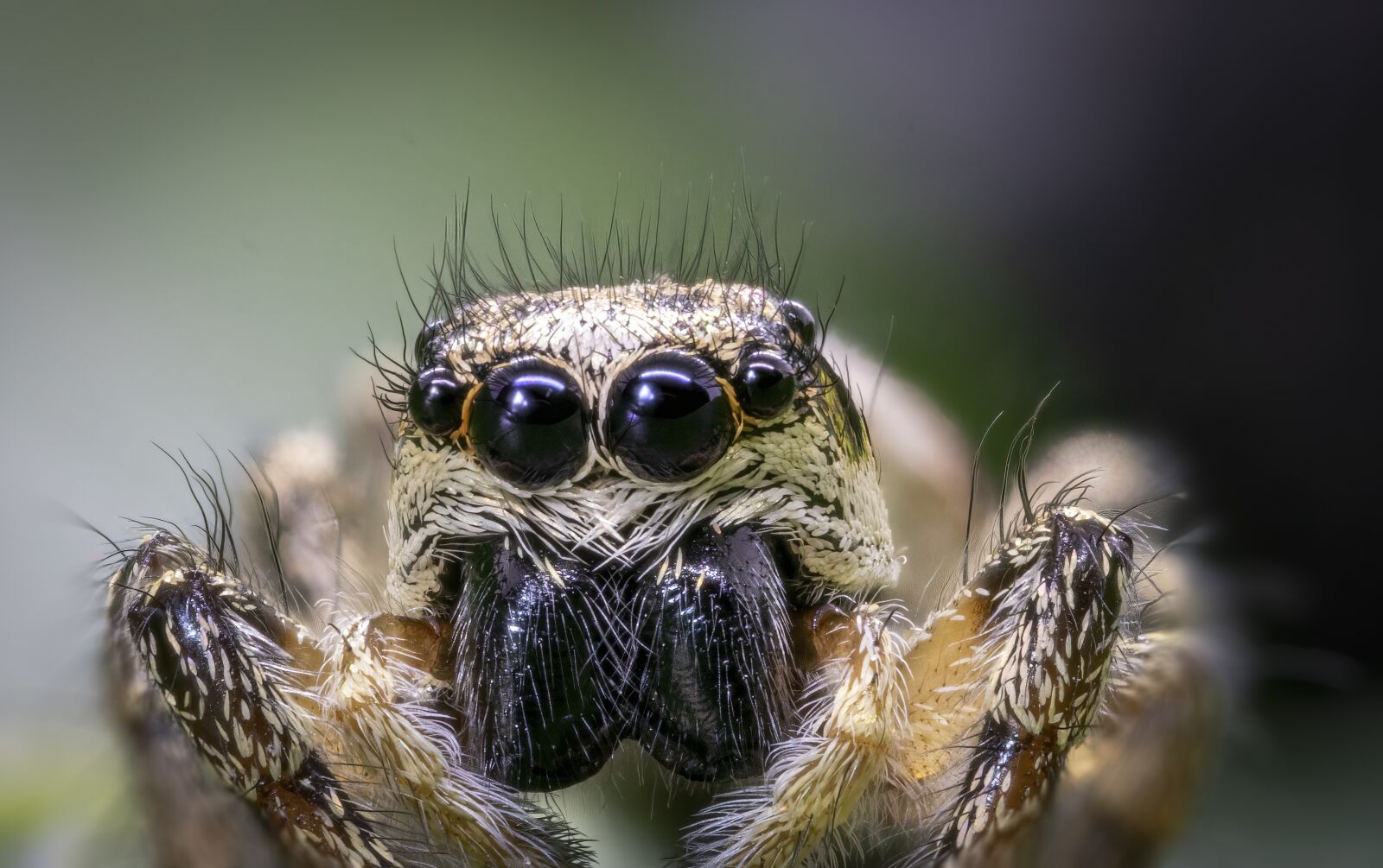 Canon MP-E 65mm F2.5 1-5x Macro Photo sample photo. Zebra-jumping-spider, female, insect photography