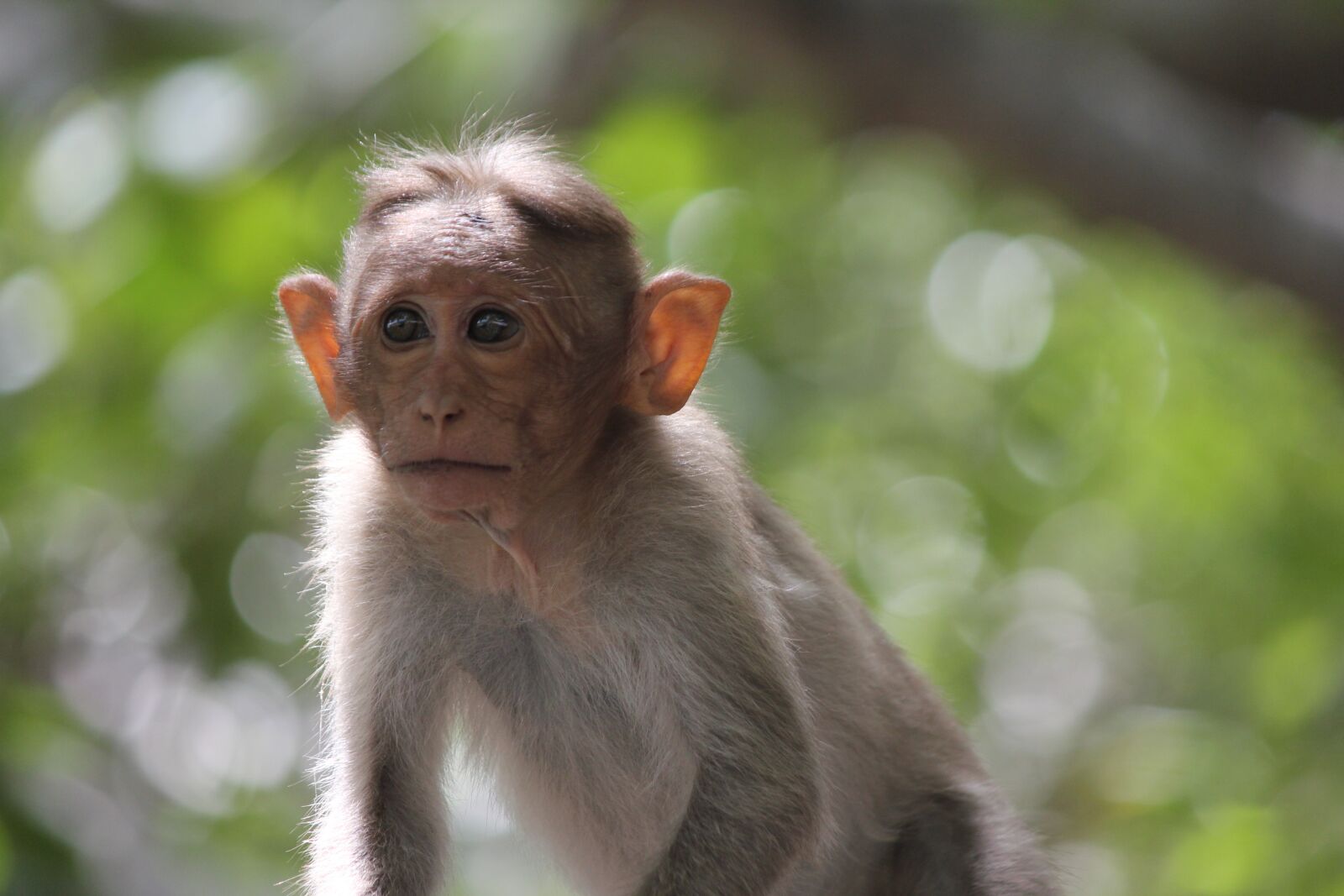 Canon EOS 550D (EOS Rebel T2i / EOS Kiss X4) sample photo. Monkey, india, animal photography