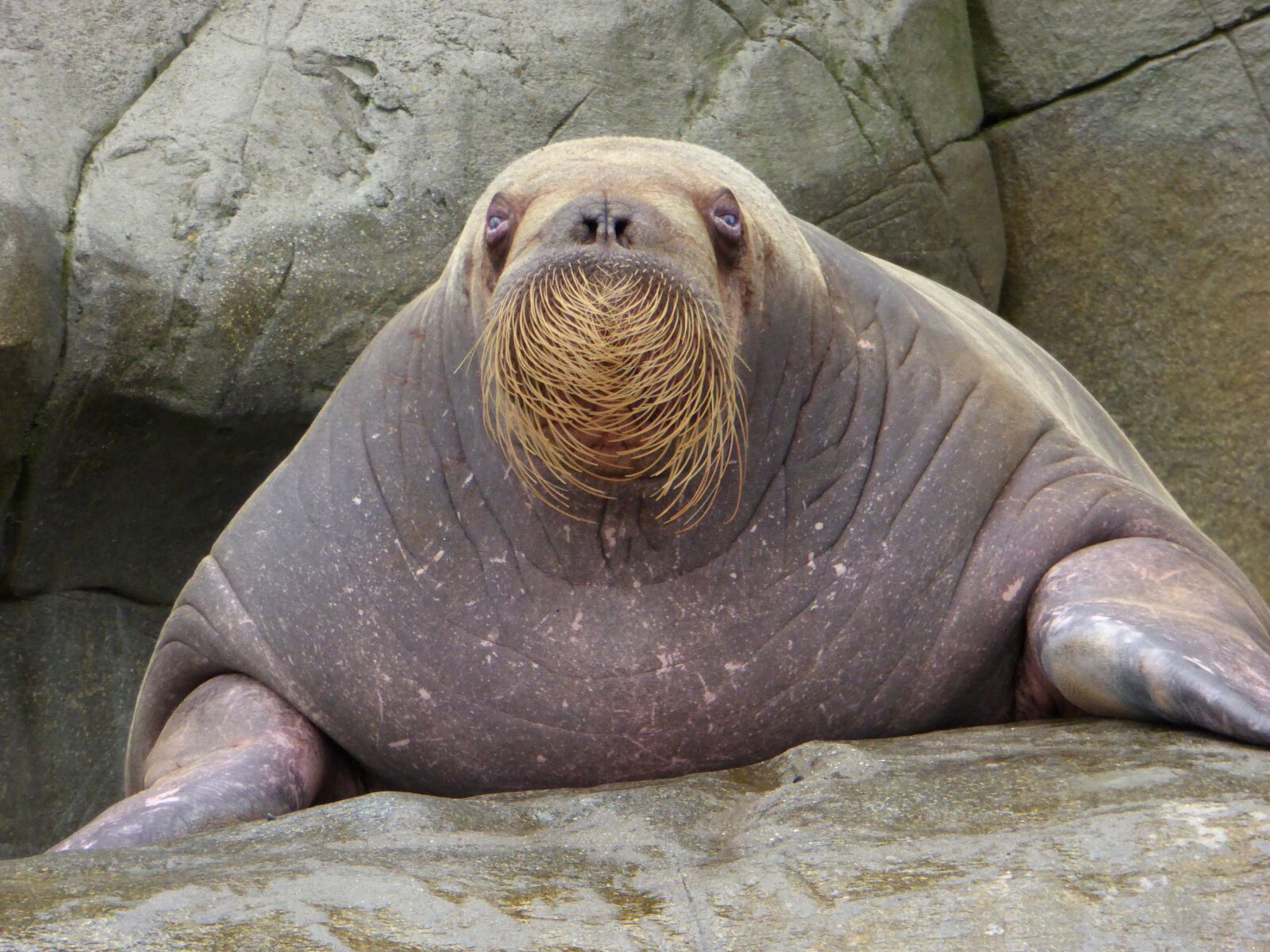 Panasonic DMC-TZ61 sample photo. Walrus, bart, zoo photography