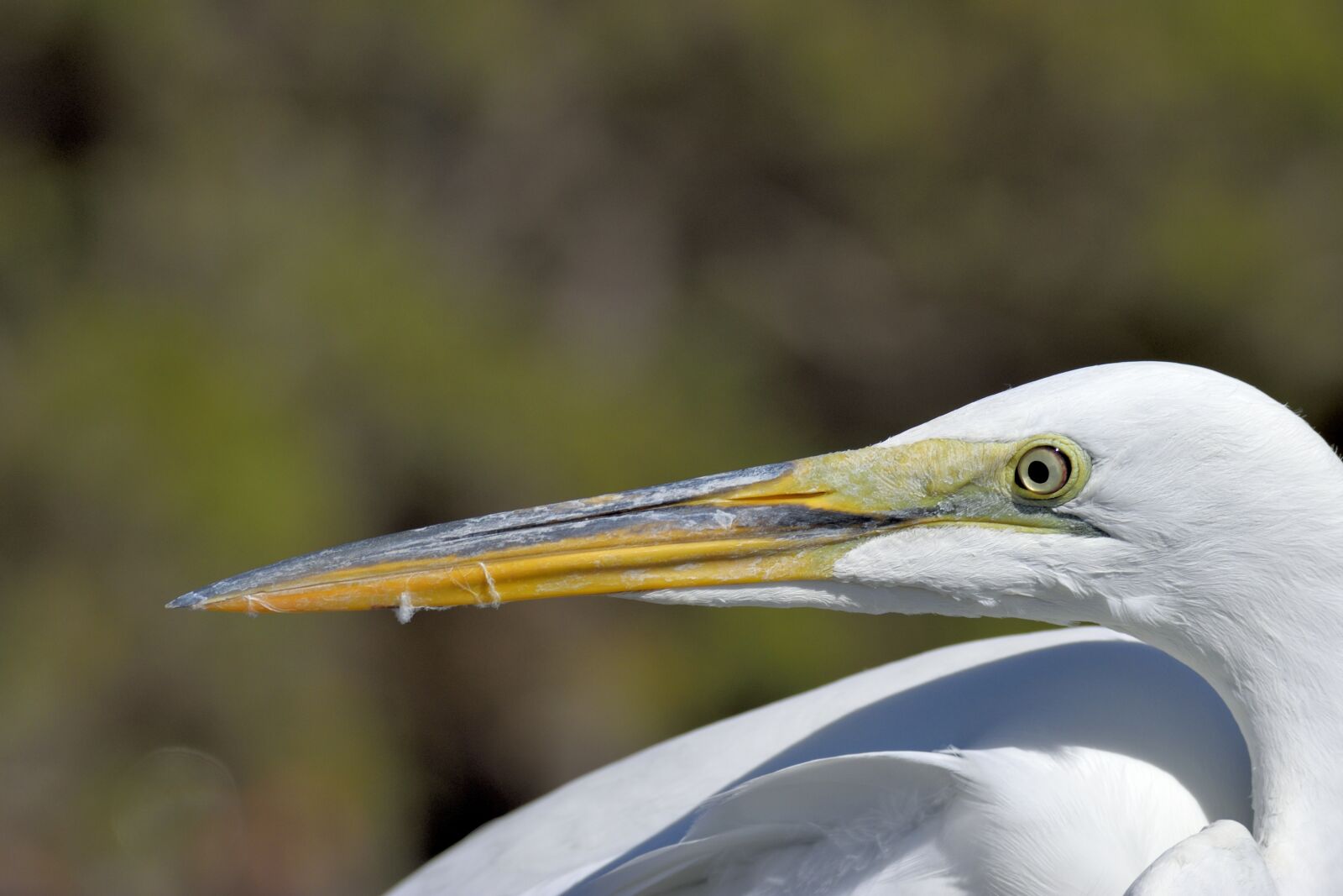 Nikon D3300 sample photo. Great white heron, heron photography