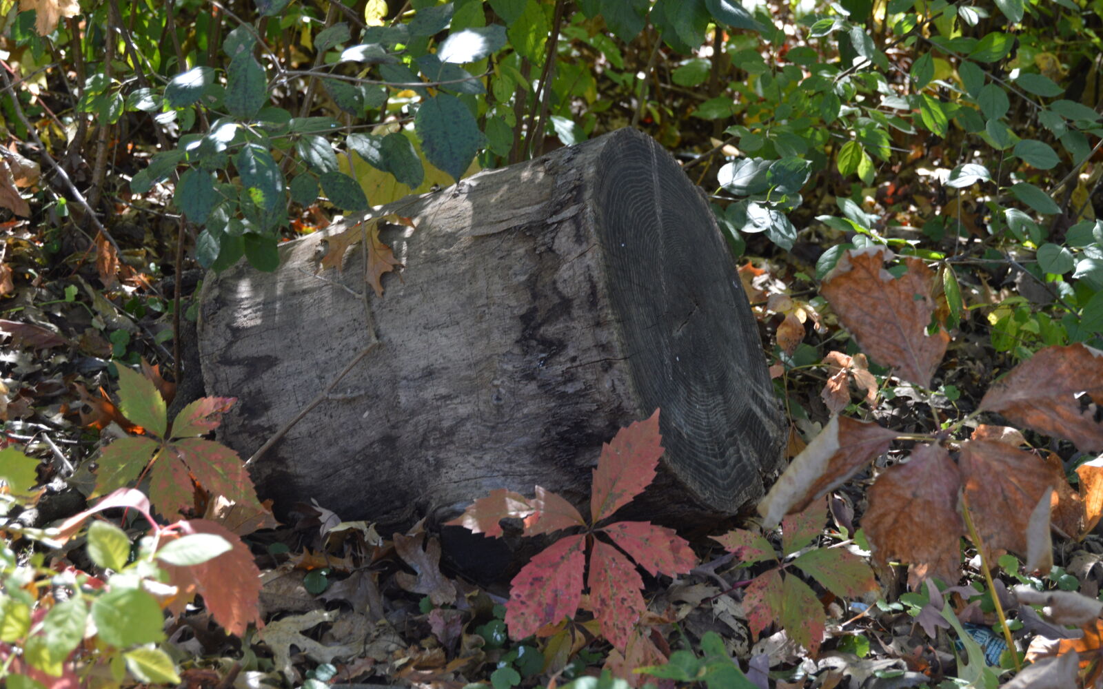 Nikon D3200 sample photo