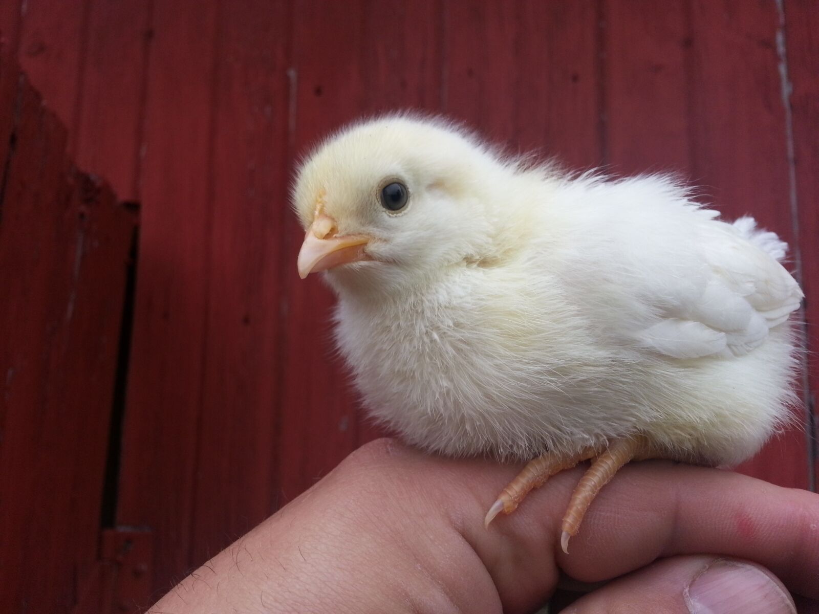 Samsung Galaxy Note2 sample photo. Chick, barn, farm photography